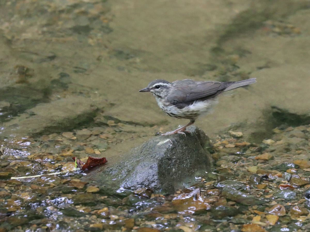 Louisiana Waterthrush in Virginia (June 2024)