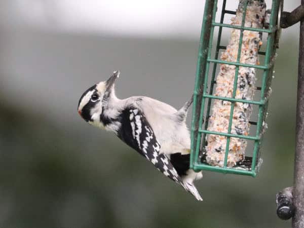 Downy Woodpecker (male) in Dan's yard (September 2021)