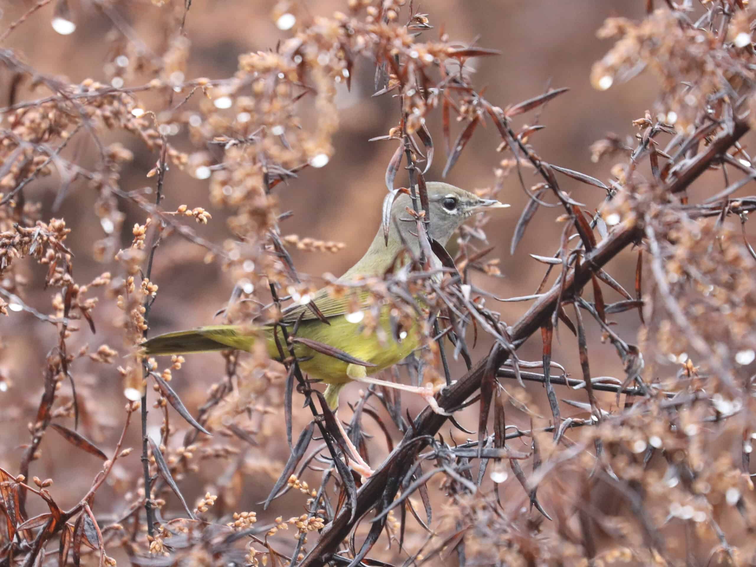 MacGillivray’s Warbler