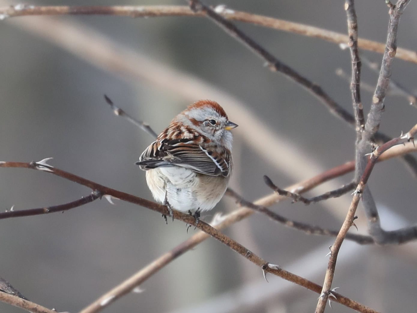 American Tree Sparrow