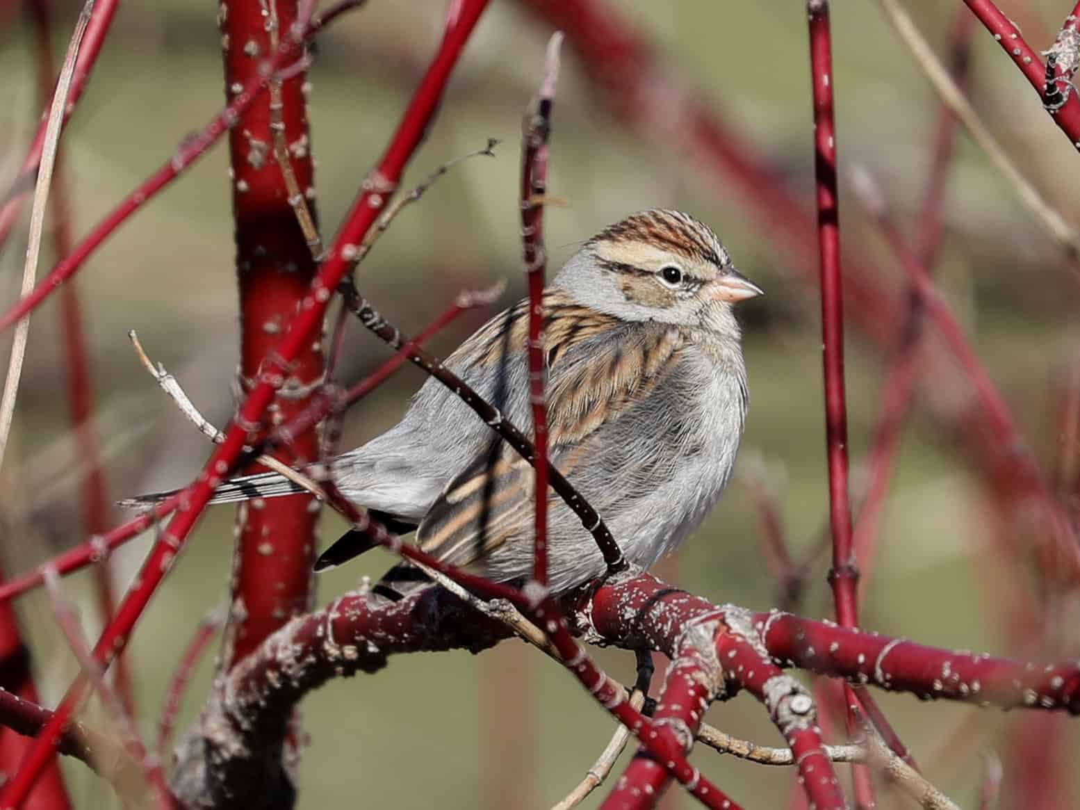 Chipping Sparrow