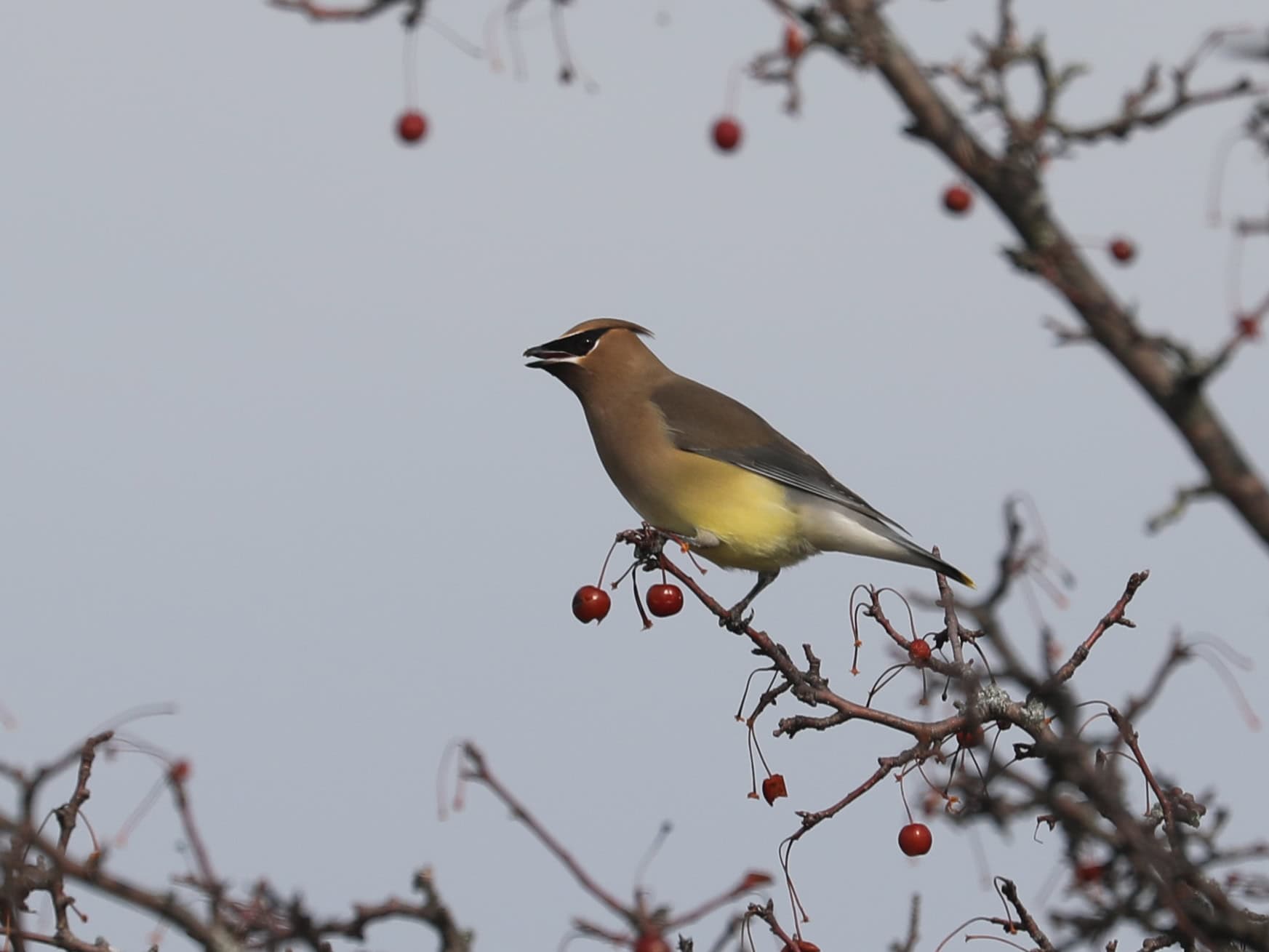 Cedar Waxwing