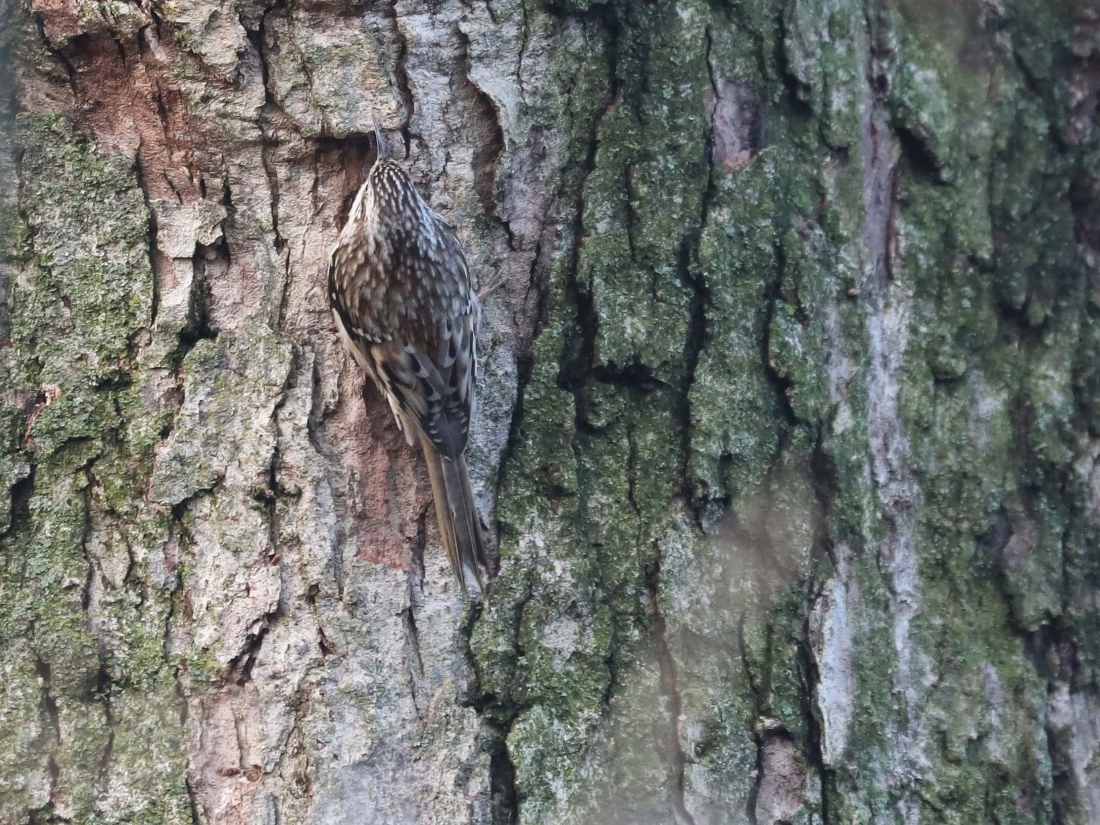 Brown Creeper