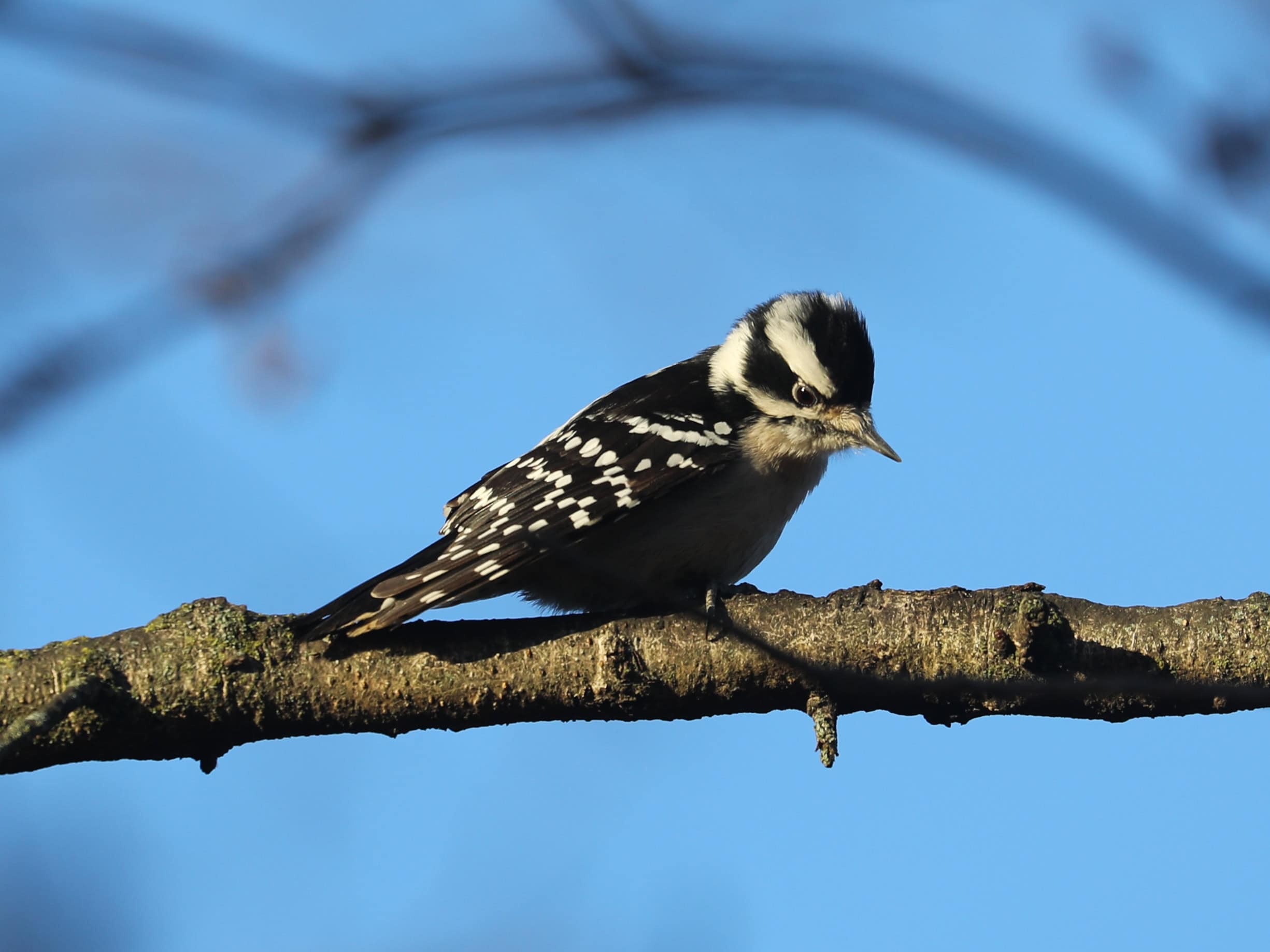 Downy Woodpecker