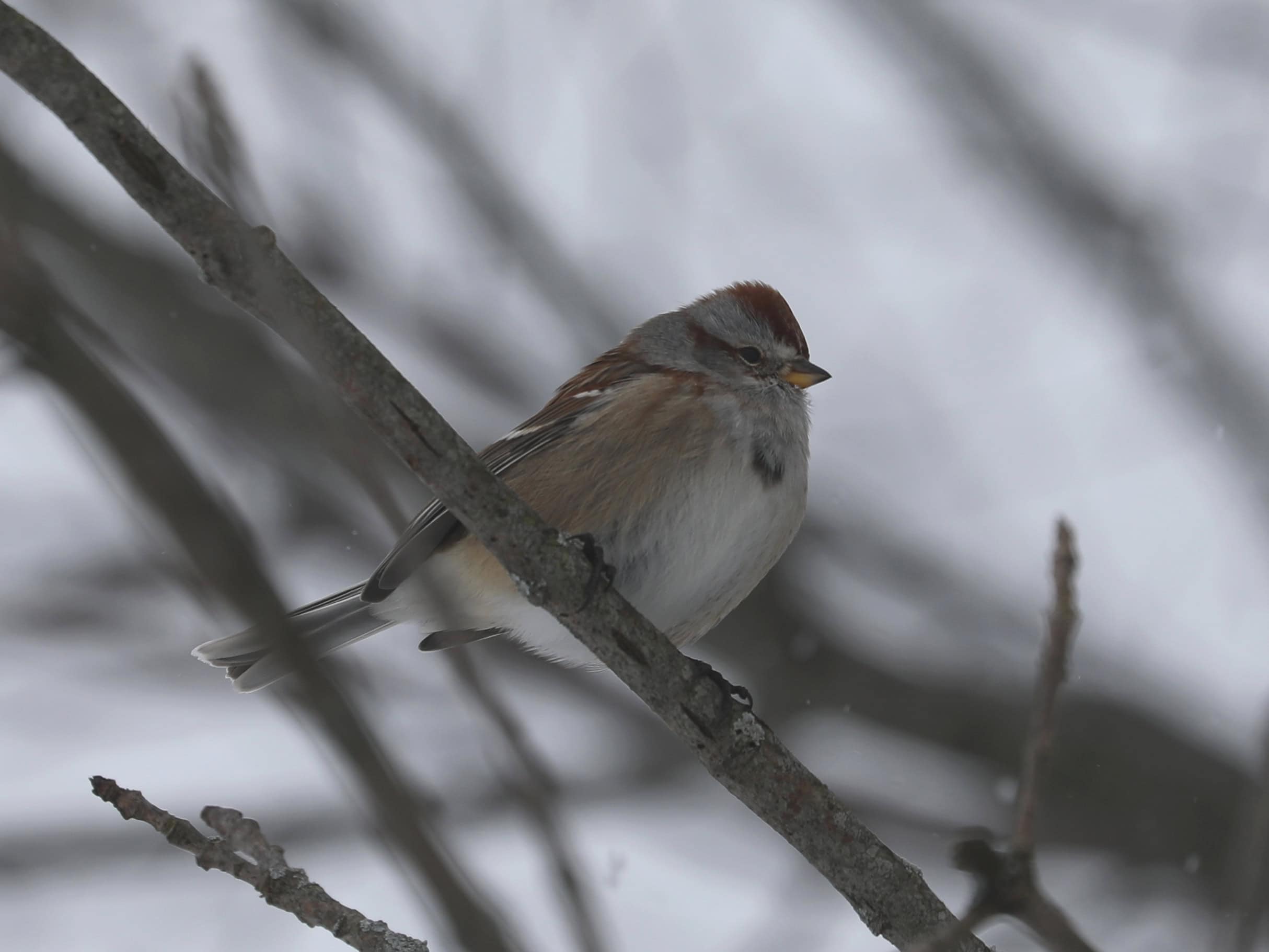 American Tree Sparrow