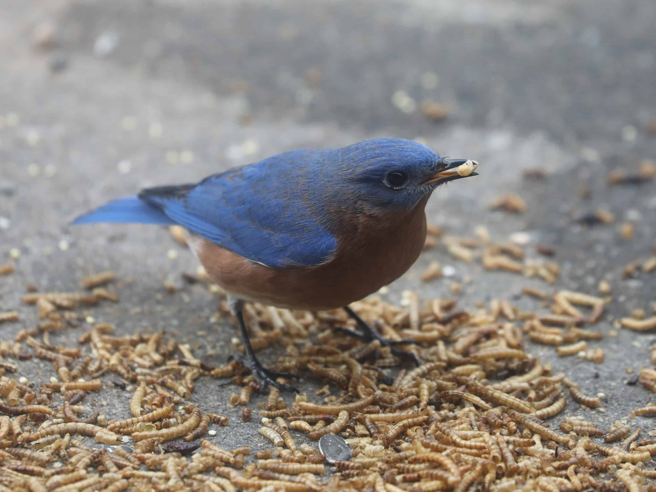 Eastern Bluebird (male)