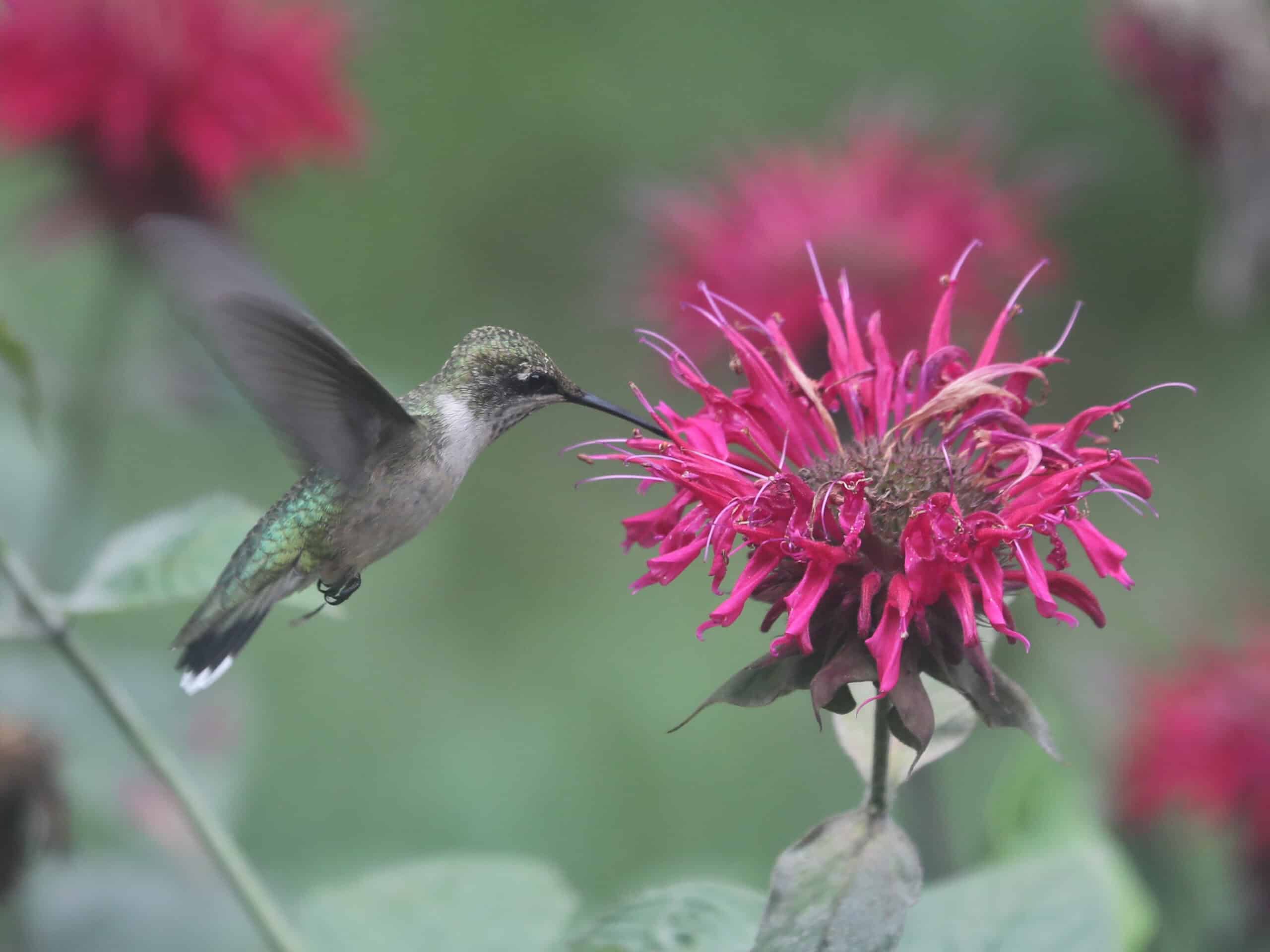 Ruby-throated Hummingbird