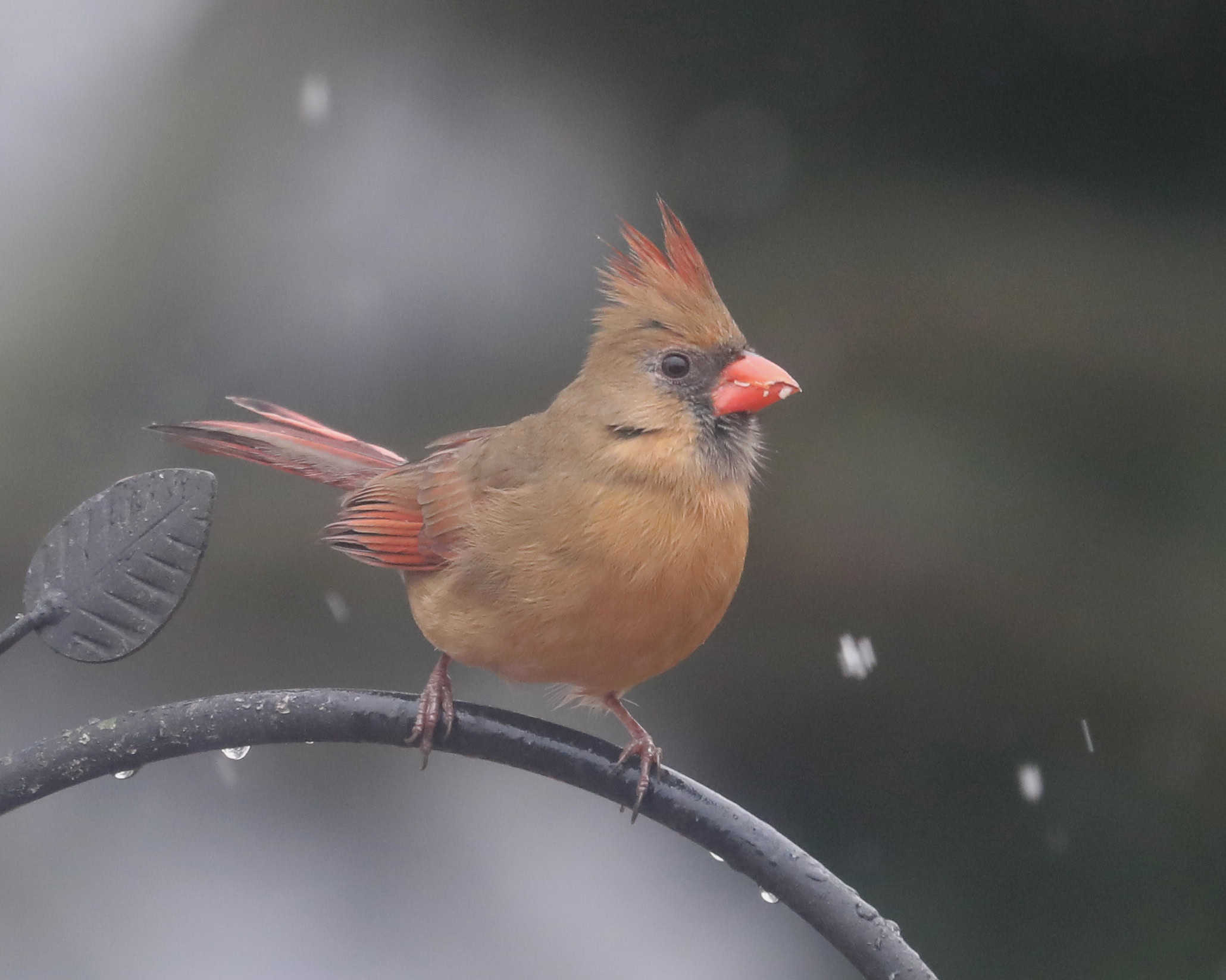 Northern Cardinal (female)