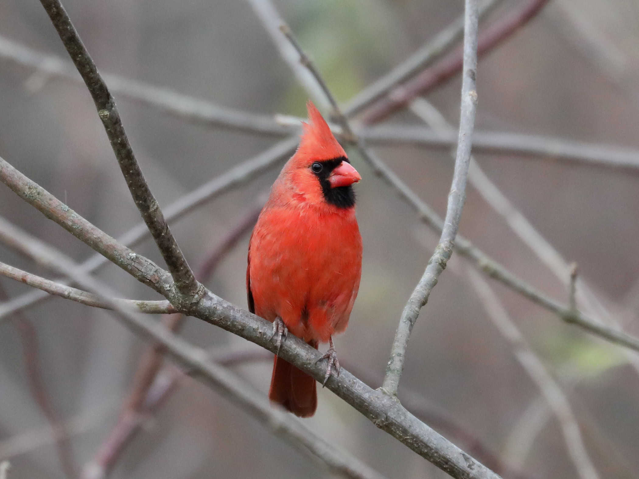 Northern Cardinal (male)