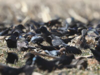 Red-winged Blackbirds, Common Grackles, and Brown-headed Cowbirds - Wild Bird Guide Red-winged Blackbirds, Common Grackles, and Brown-headed Cowbirds