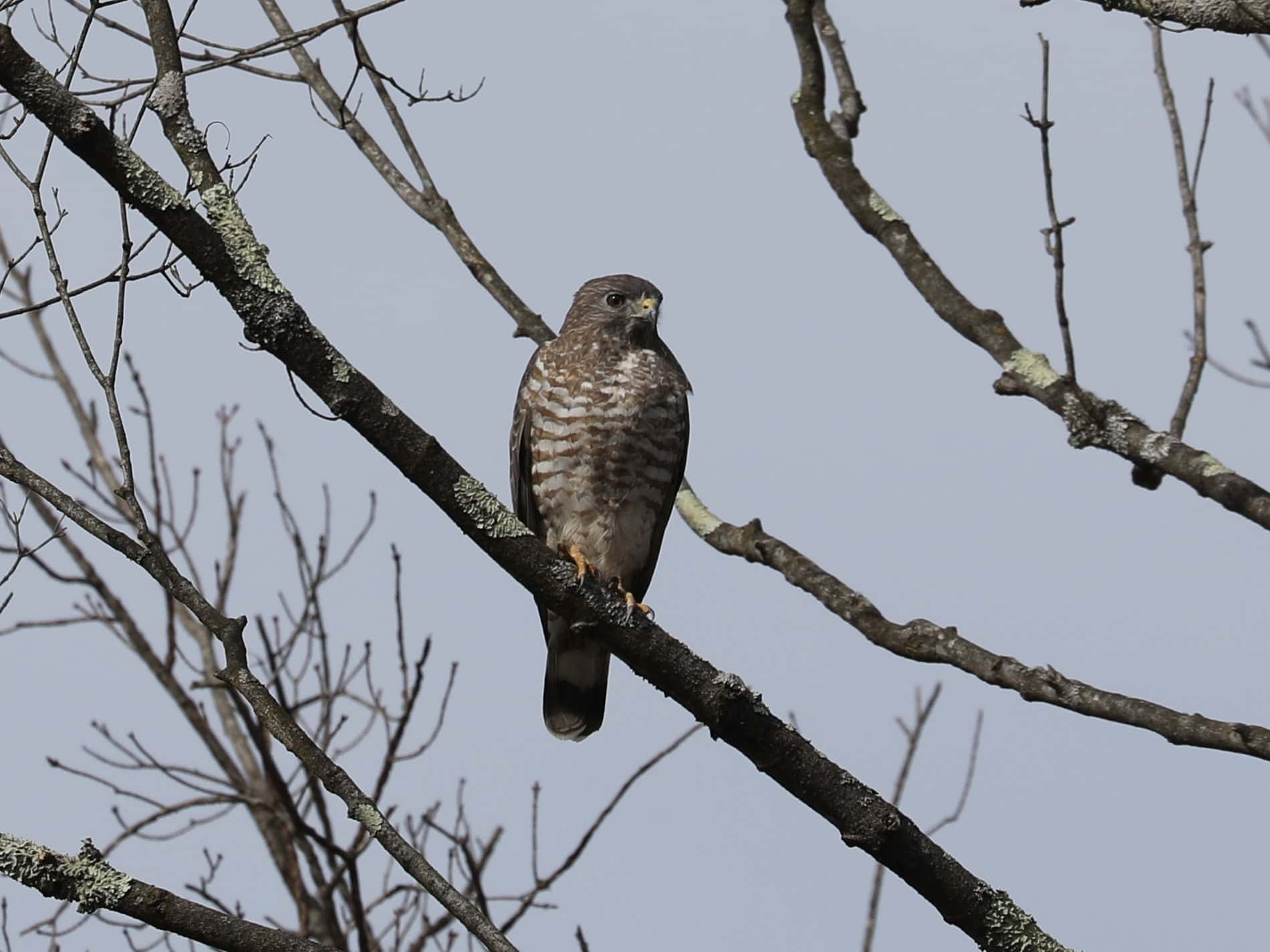 Broad-winged Hawk
