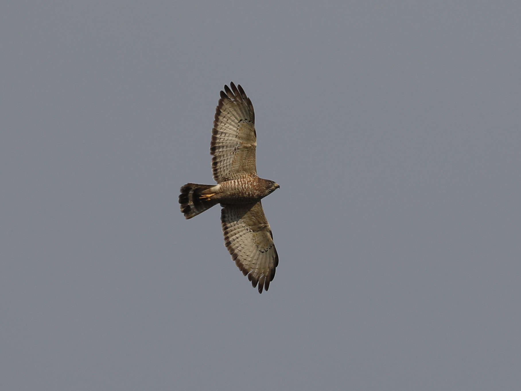 Broad-winged Hawk