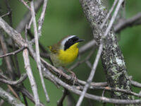 Common Yellowthroat in Lancaster County (April 2025) - Wild Bird Guide Common Yellowthroat in Lancaster County (April 2025)