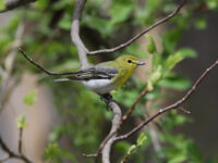 Yellow-throated Vireo in Bucks County (April 2025) - Wild Bird Guide - Wild Bird Guide Yellow-throated Vireo in Bucks County (April 2025)