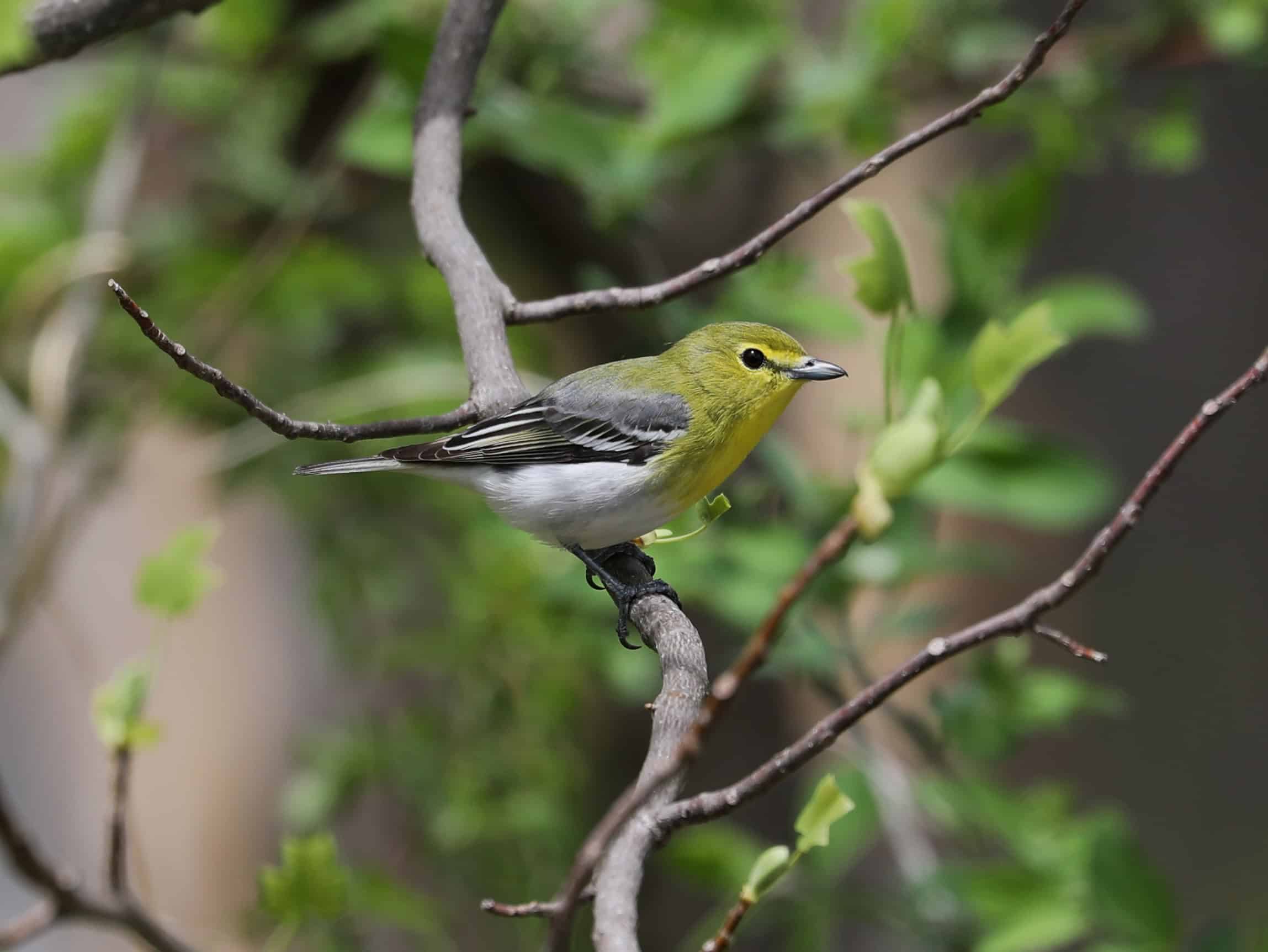 Yellow-throated Vireo in Bucks County (April 2025)