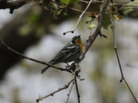 Yellow-throated Warbler in Northampton County (April 2025) - Wild Bird Guide - Wild Bird Guide Yellow-throated Warbler in Northampton County (April 2025)