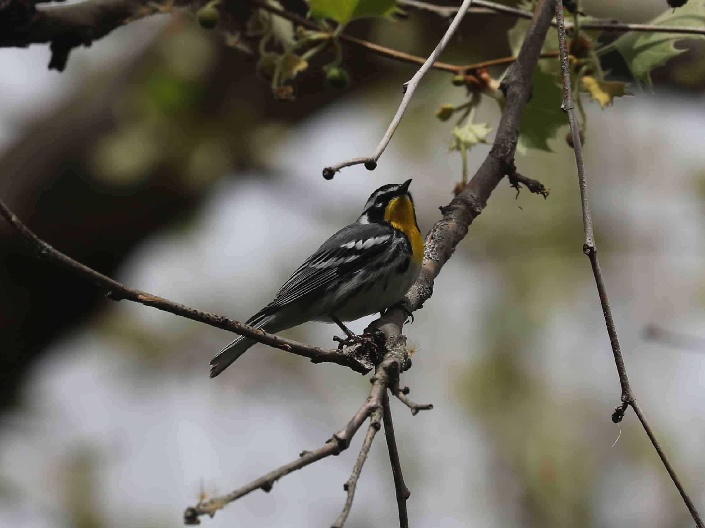 Yellow-throated Warbler in Northampton County (April 2025)