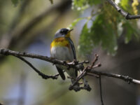 Northern Parula in Dan & Melissa’s yard (May 2025) - Wild Bird Guide - Wild Bird Guide Northern Parula in Dan & Melissa’s yard (May 2025)