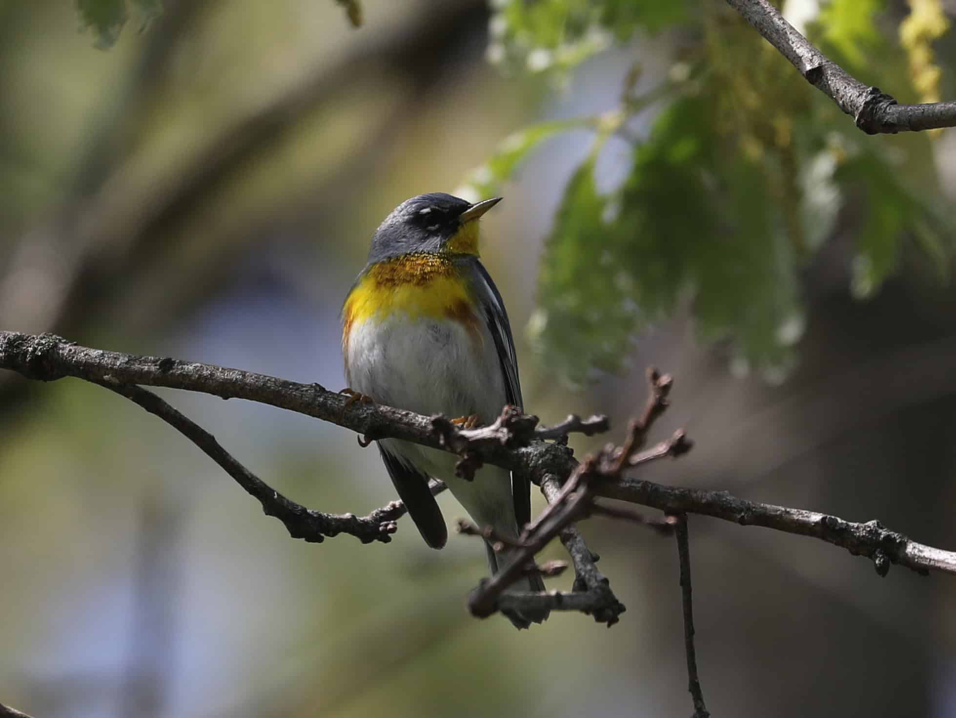Northern Parula in Dan & Melissa’s yard (May 2025)