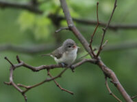 Warbling Vireo in Juniata County (May 2025) - Wild Bird Guide - Wild Bird Guide Warbling Vireo in Juniata County (May 2025)