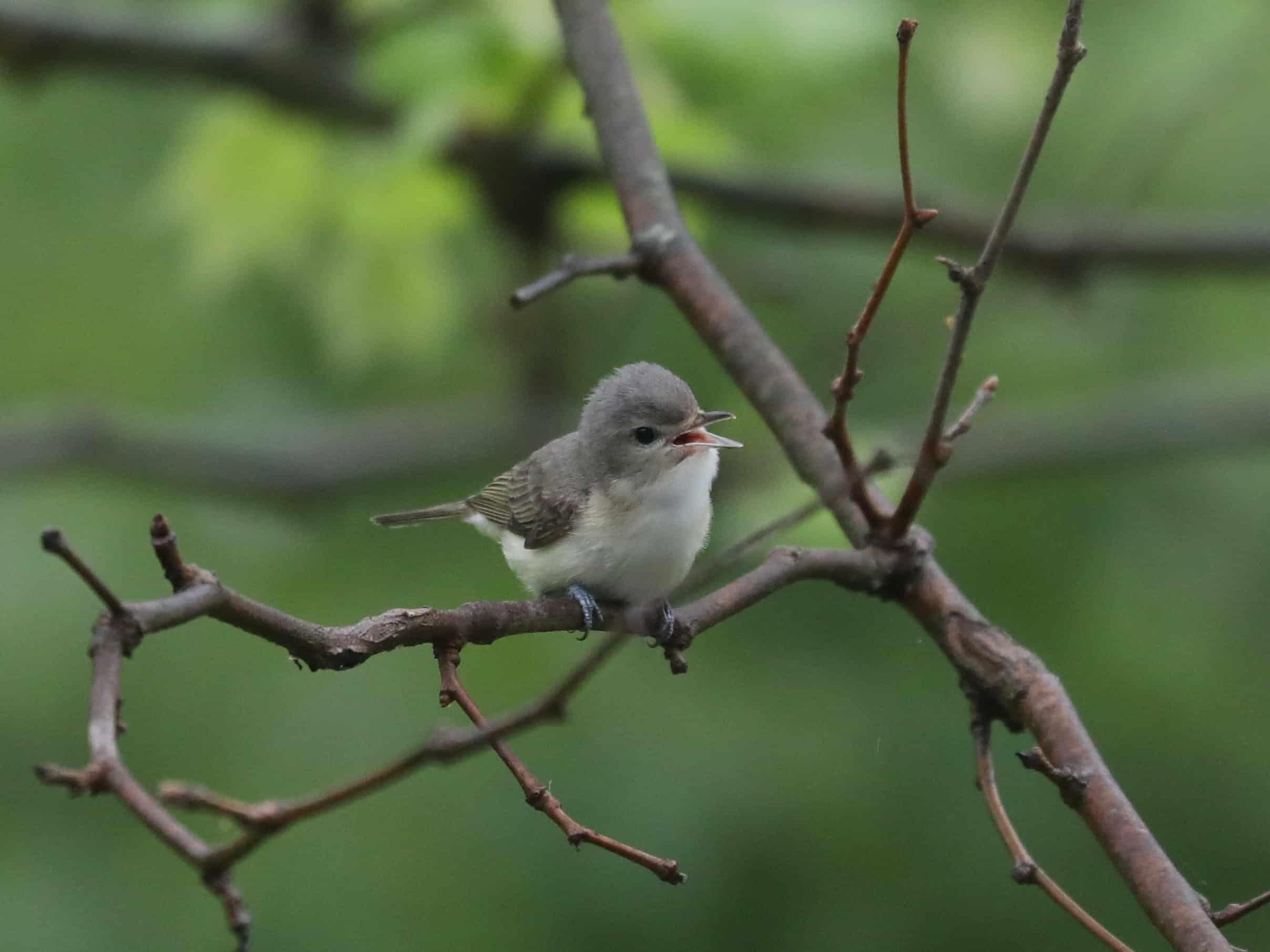 Warbling Vireo in Juniata County (May 2025)