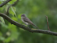 Warbling Vireo in Juniata County (May 2025) - Wild Bird Guide Warbling Vireo in Juniata County (May 2025)