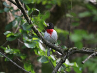 Rose-breasted Grosbeak (male) in Beaver County (June 2025) - Wild Bird Guide - Wild Bird Guide Rose-breasted Grosbeak (male) in Beaver County (June 2025)