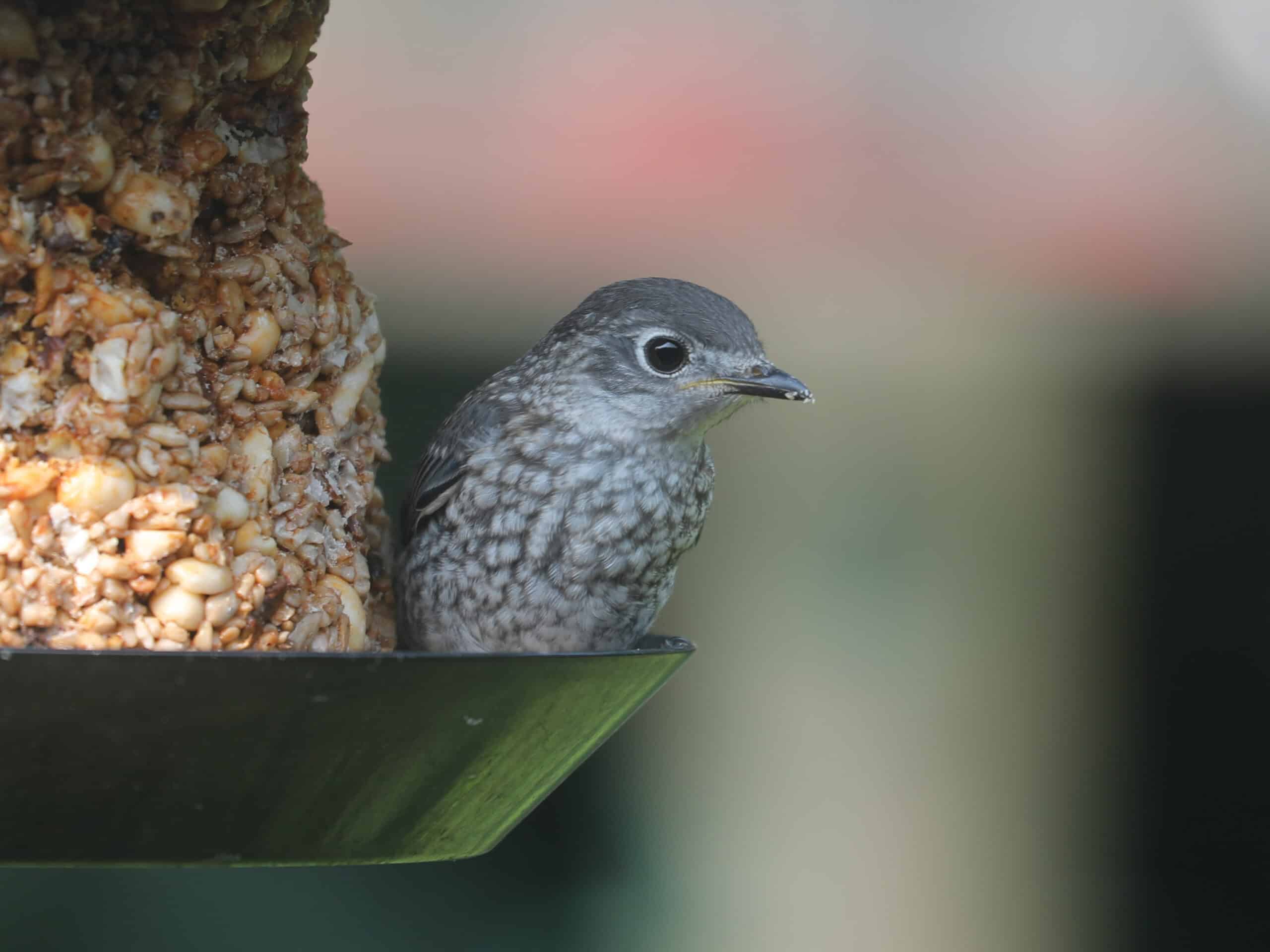 Eastern Bluebirds (fledglings, male in front, female in back) in Dan & Melissa’s yard (June 2025)