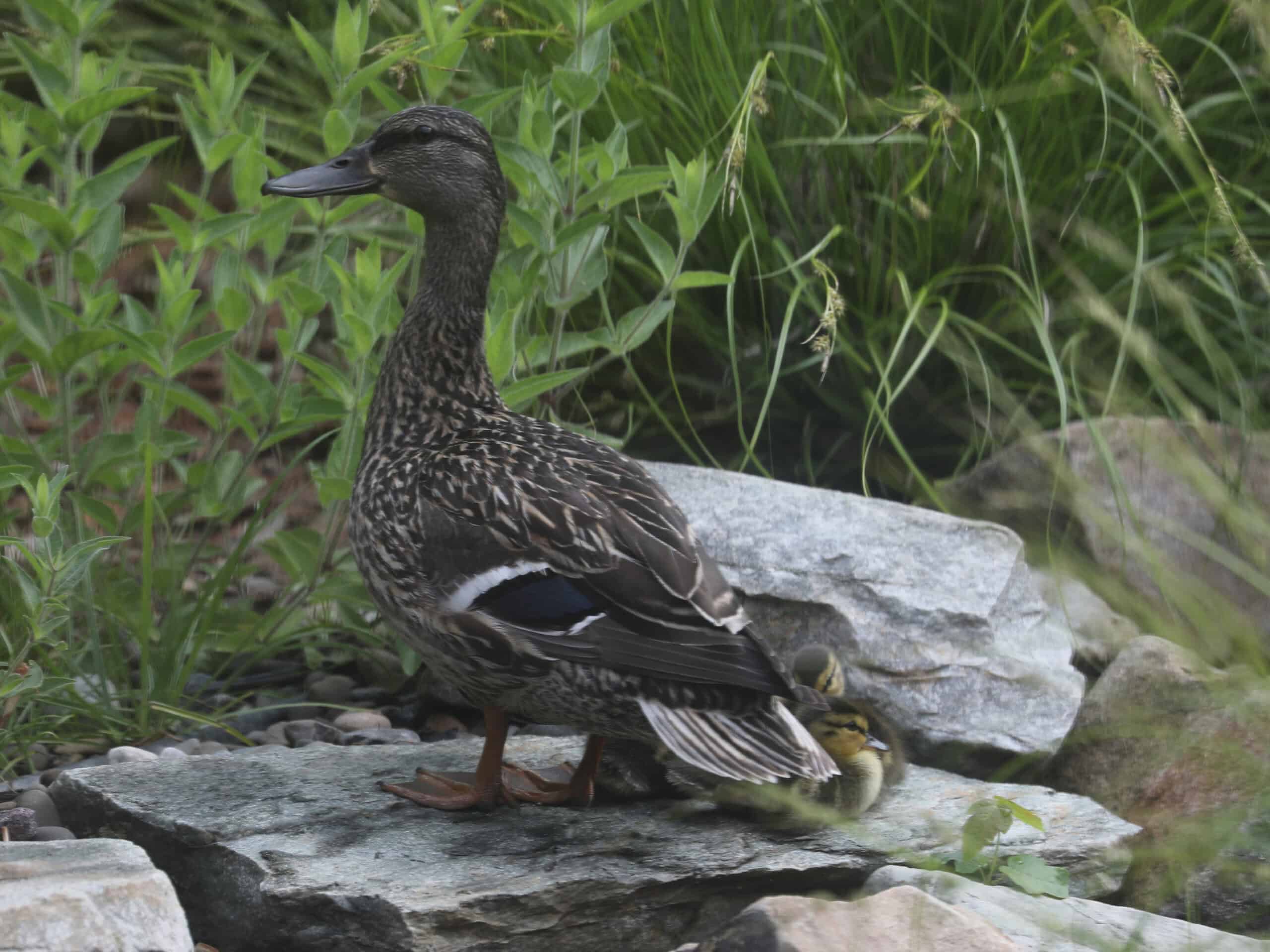 Mallard (female) sheltering her ducklings in back yard (June 2025) - Wild Bird Guide Mallard (female) sheltering her ducklings in back yard (June 2025)