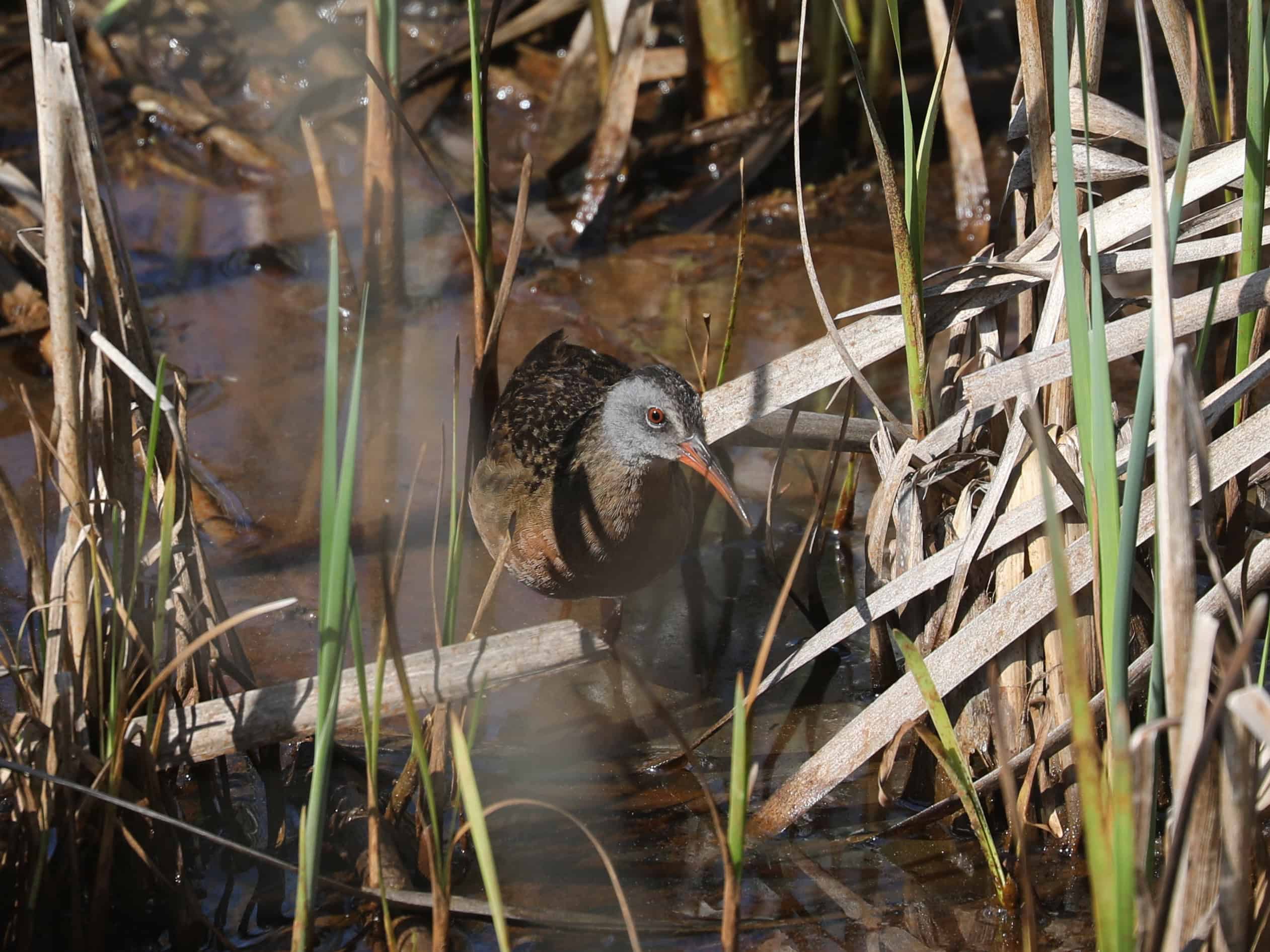 Virginia Rail in Mercer County (May 2025)