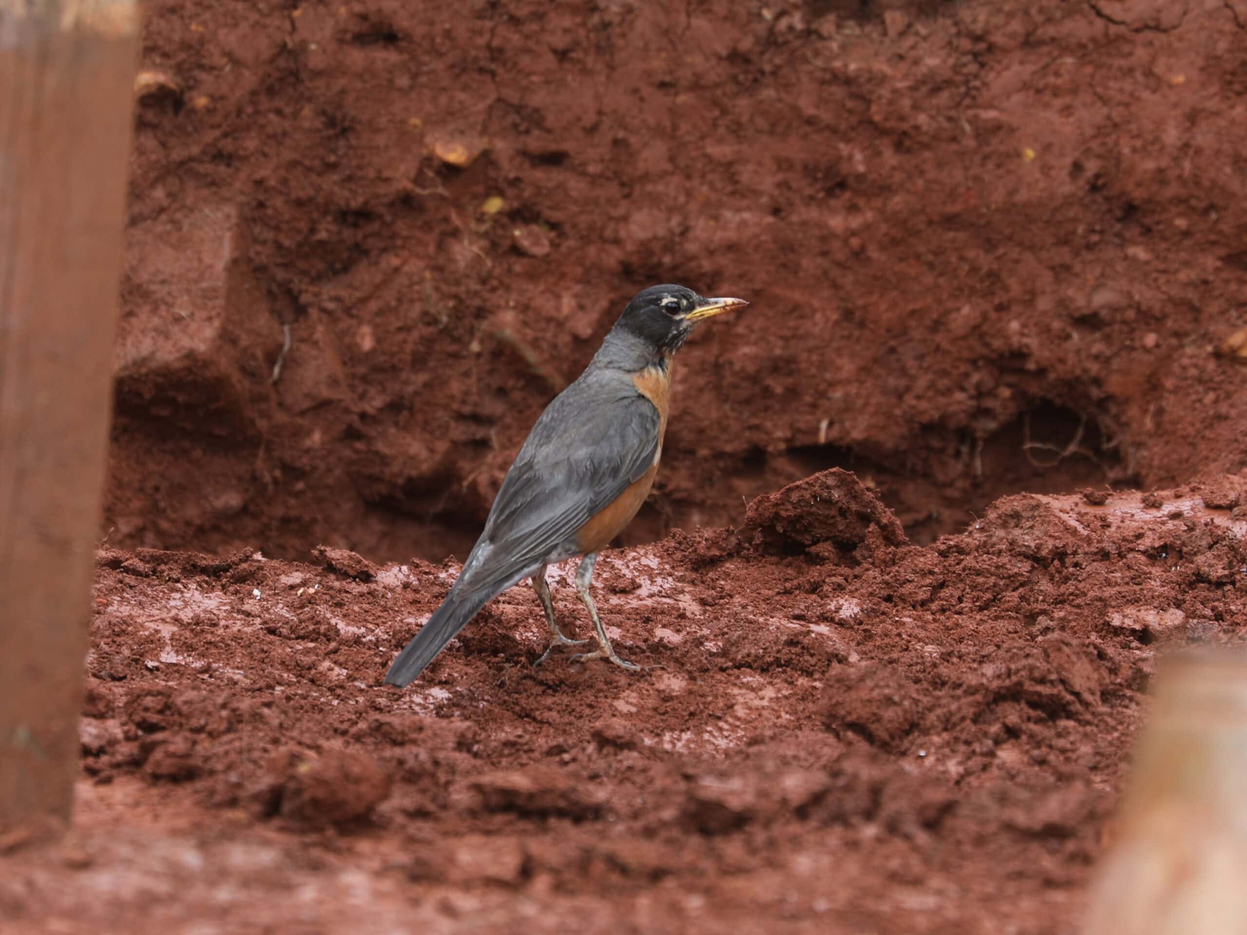 “Rob” the American Robin in Virginia (August 2025) - Wild Bird Guide - Wild Bird Guide “Rob” the American Robin in Virginia (August 2025)