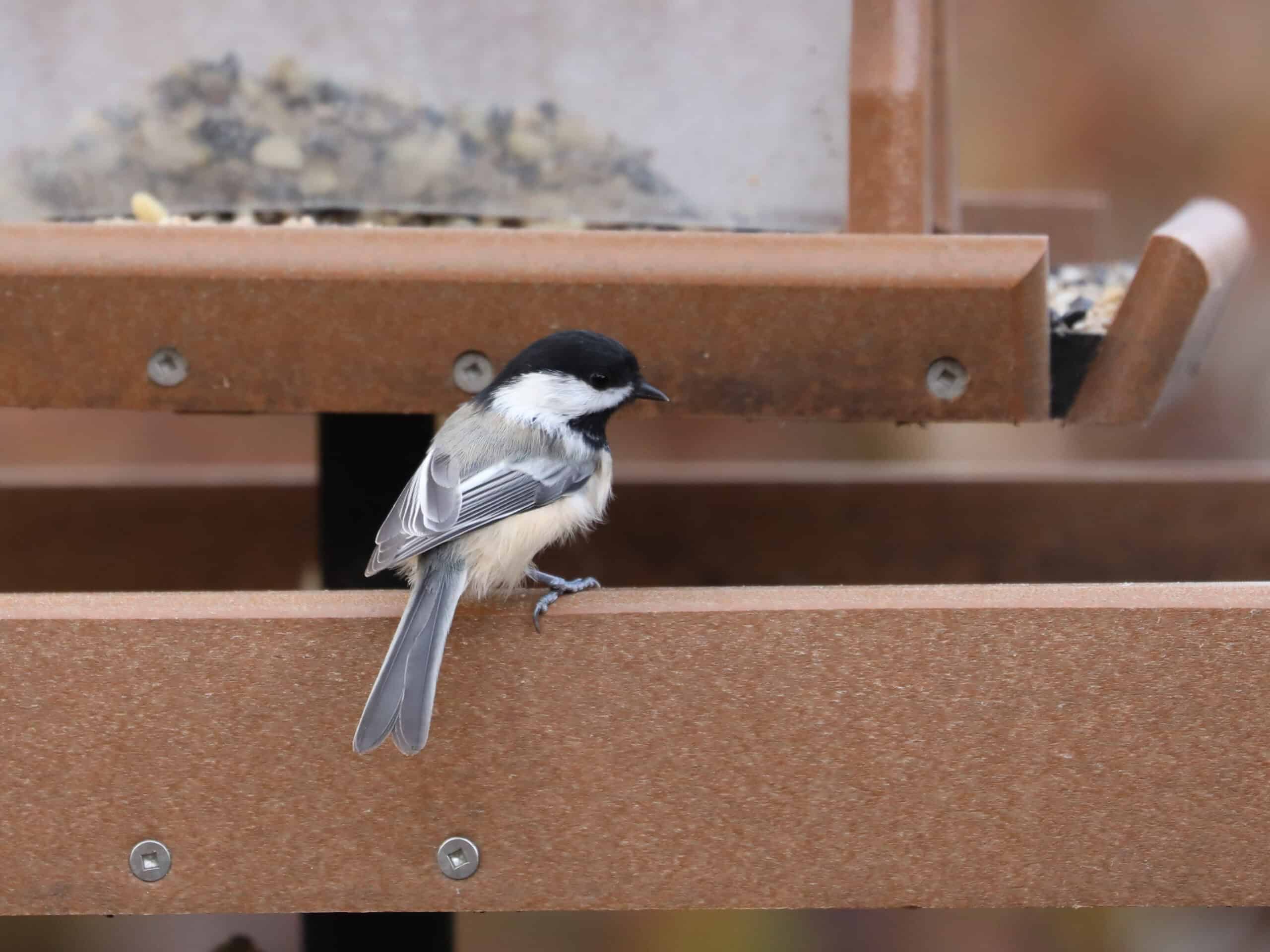 Black-capped Chickadee enjoying TreeNutty Plus Blend in Dan and Melissa’s yard (November 2020) - Wild Bird Guide Black-capped Chickadee enjoying TreeNutty Plus Blend in Dan and Melissa’s yard (November 2020)