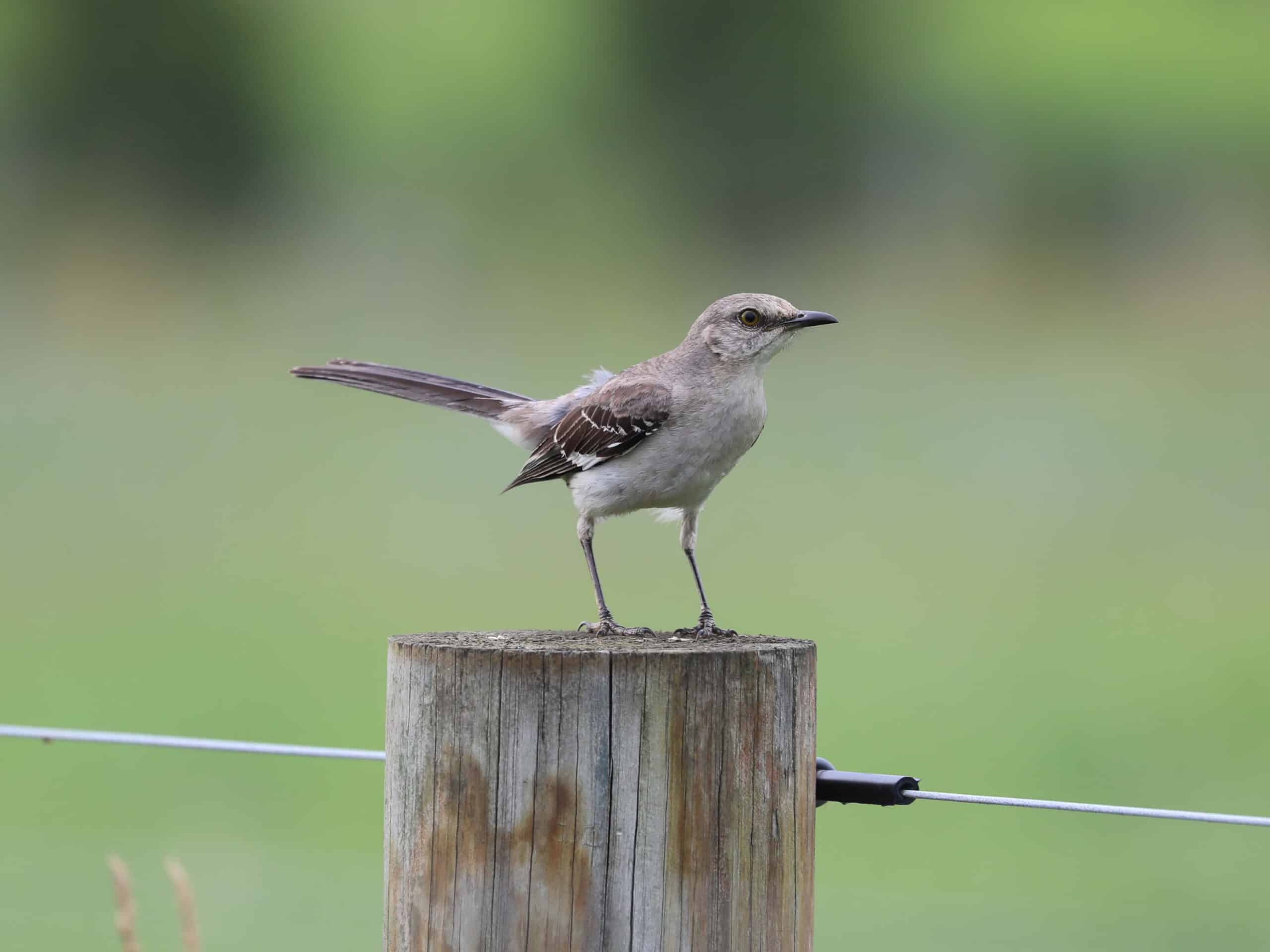 Northern Mockingbird in Montgomery County (July 2021) - Wild Bird Guide Northern Mockingbird in Montgomery County (July 2021)