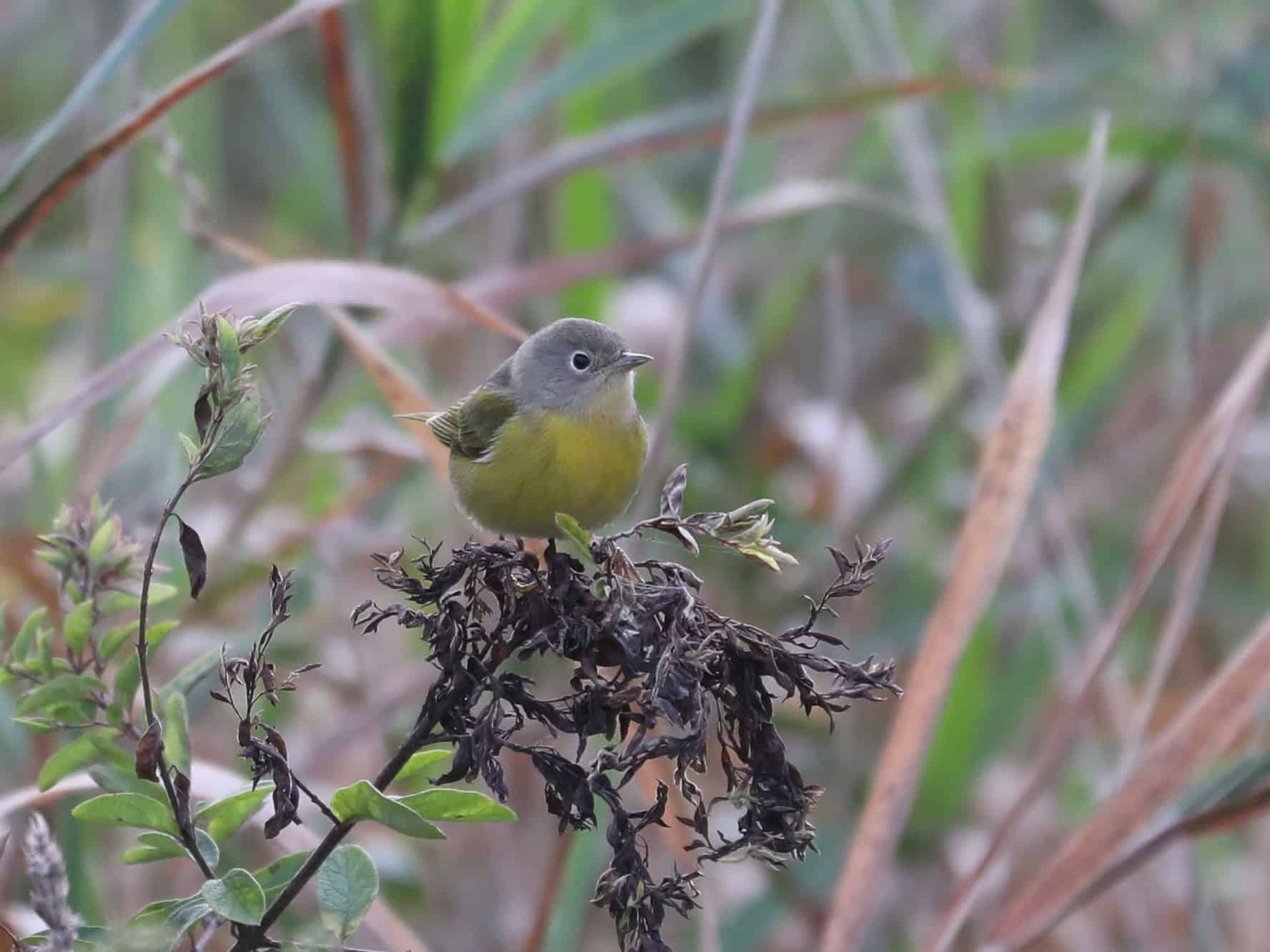 Nashville Warbler in York County (September 2022) - Wild Bird Guide Nashville Warbler in York County (September 2022)
