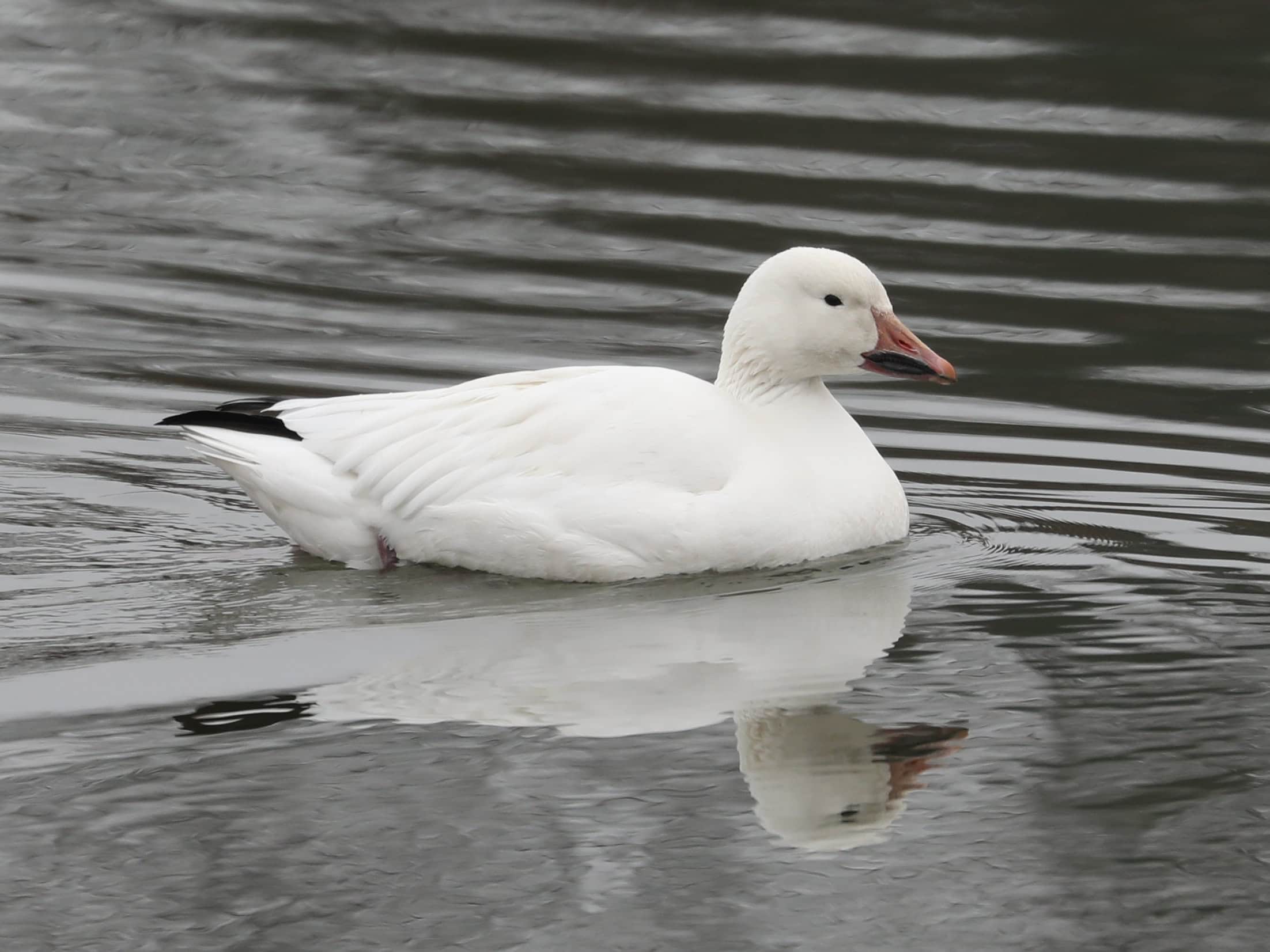 Snow Goose in Lebanon County (February 2023) - Wild Bird Guide Snow Goose in Lebanon County (February 2023)