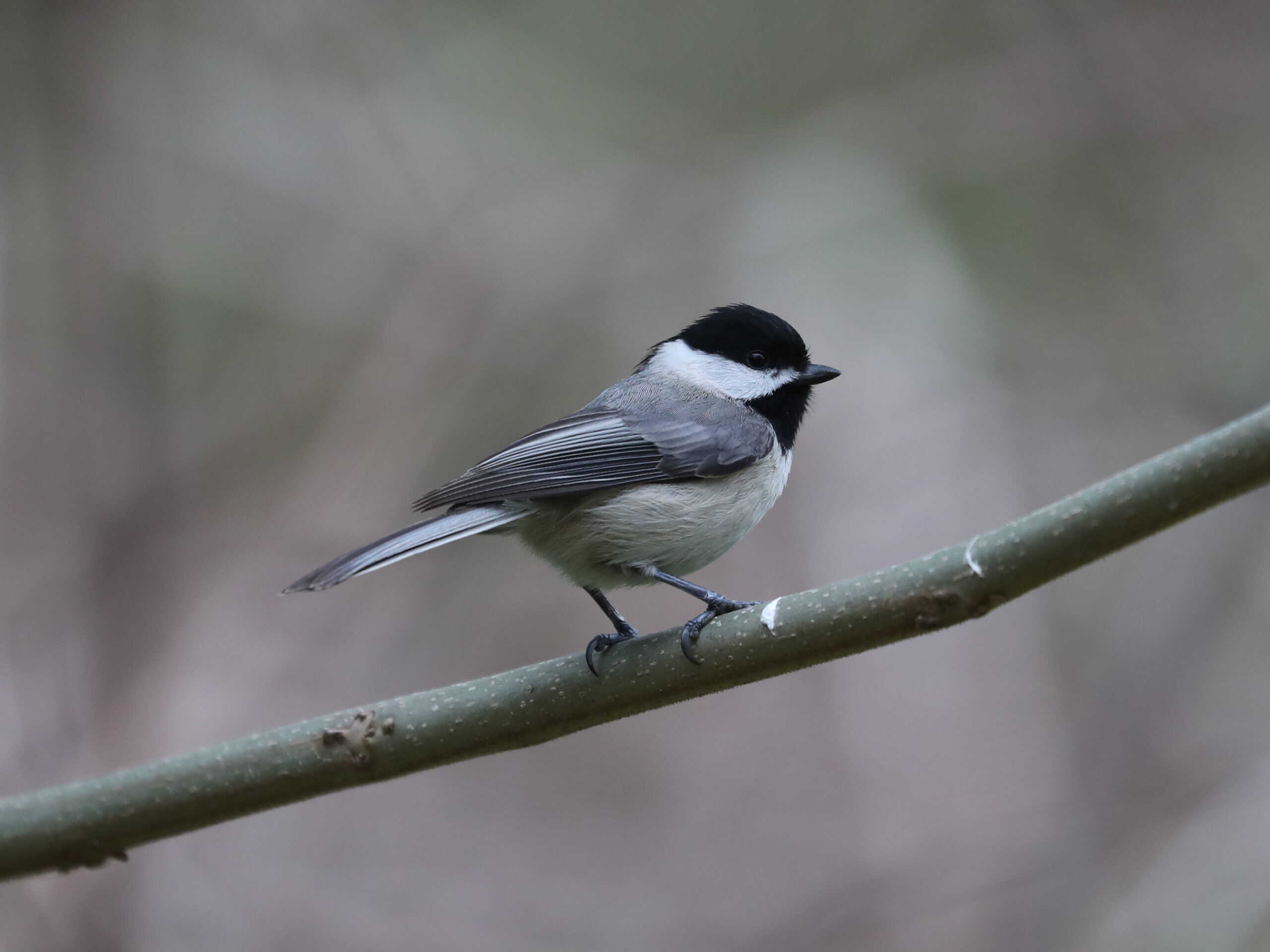Carolina Chickadee in Lancaster County (April 2024) - Wild Bird Guide - Wild Bird Guide Carolina Chickadee in Lancaster County (April 2024)