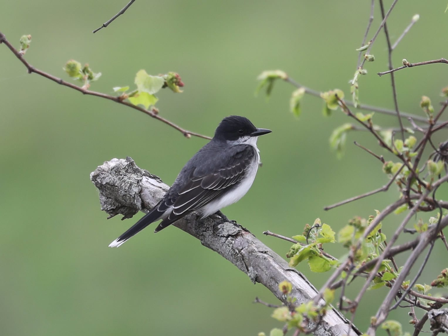 Eastern Kingbird in Mercer County (April 2024) - Wild Bird Guide Eastern Kingbird in Mercer County (April 2024)