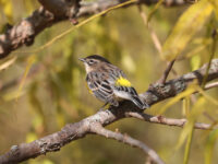 Yellow-rumped Warbler in Lancaster County (October 2024) - Wild Bird Guide Yellow-rumped Warbler in Lancaster County (October 2024)