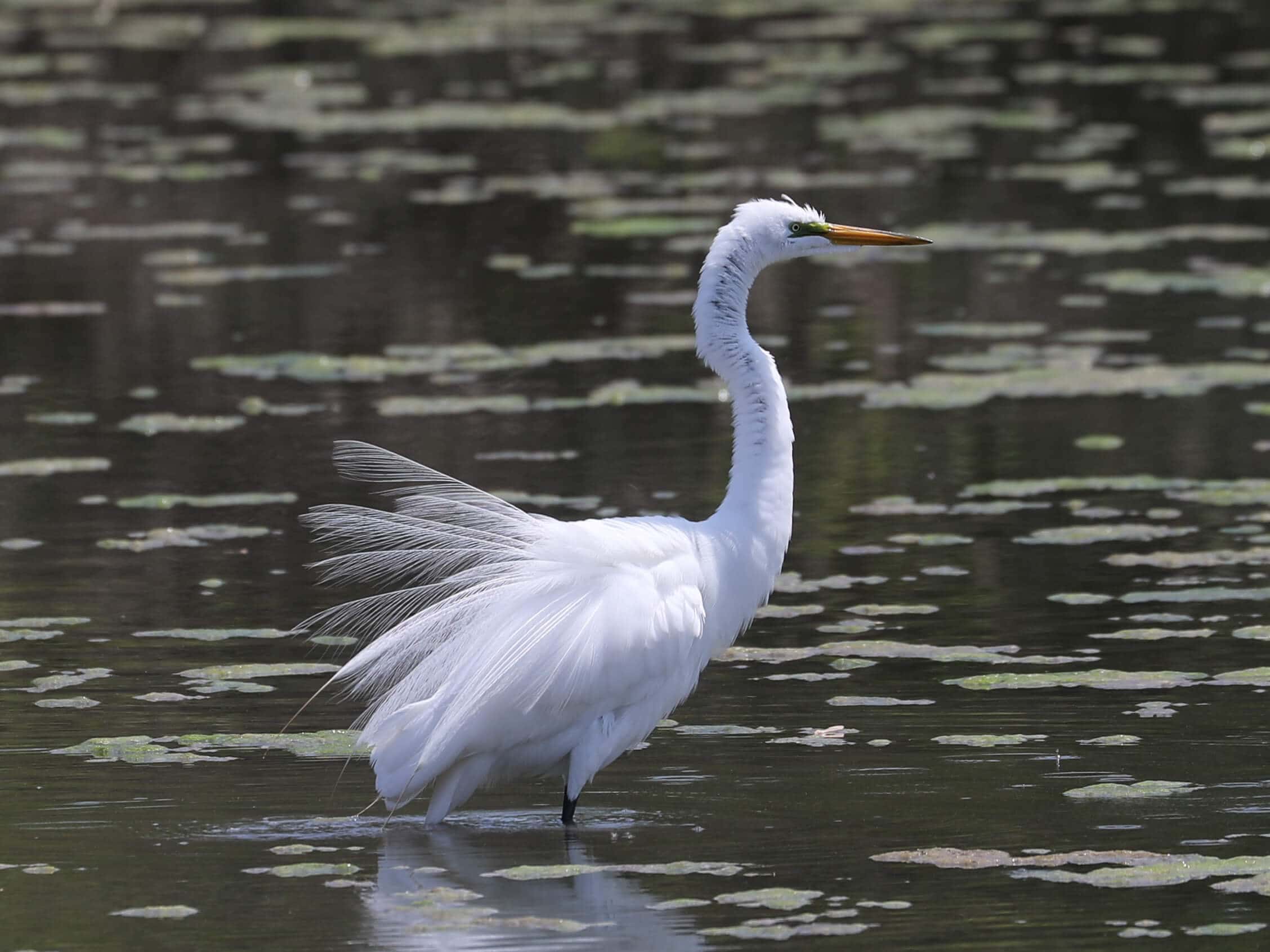 Great Egret in Lancaster County (May 2025) - Wild Bird Guide Great Egret in Lancaster County (May 2025)