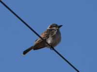 Gray Kingbird in Lancaster County (November 2025) - Wild Bird Guide - Wild Bird Guide Gray Kingbird in Lancaster County (November 2025)