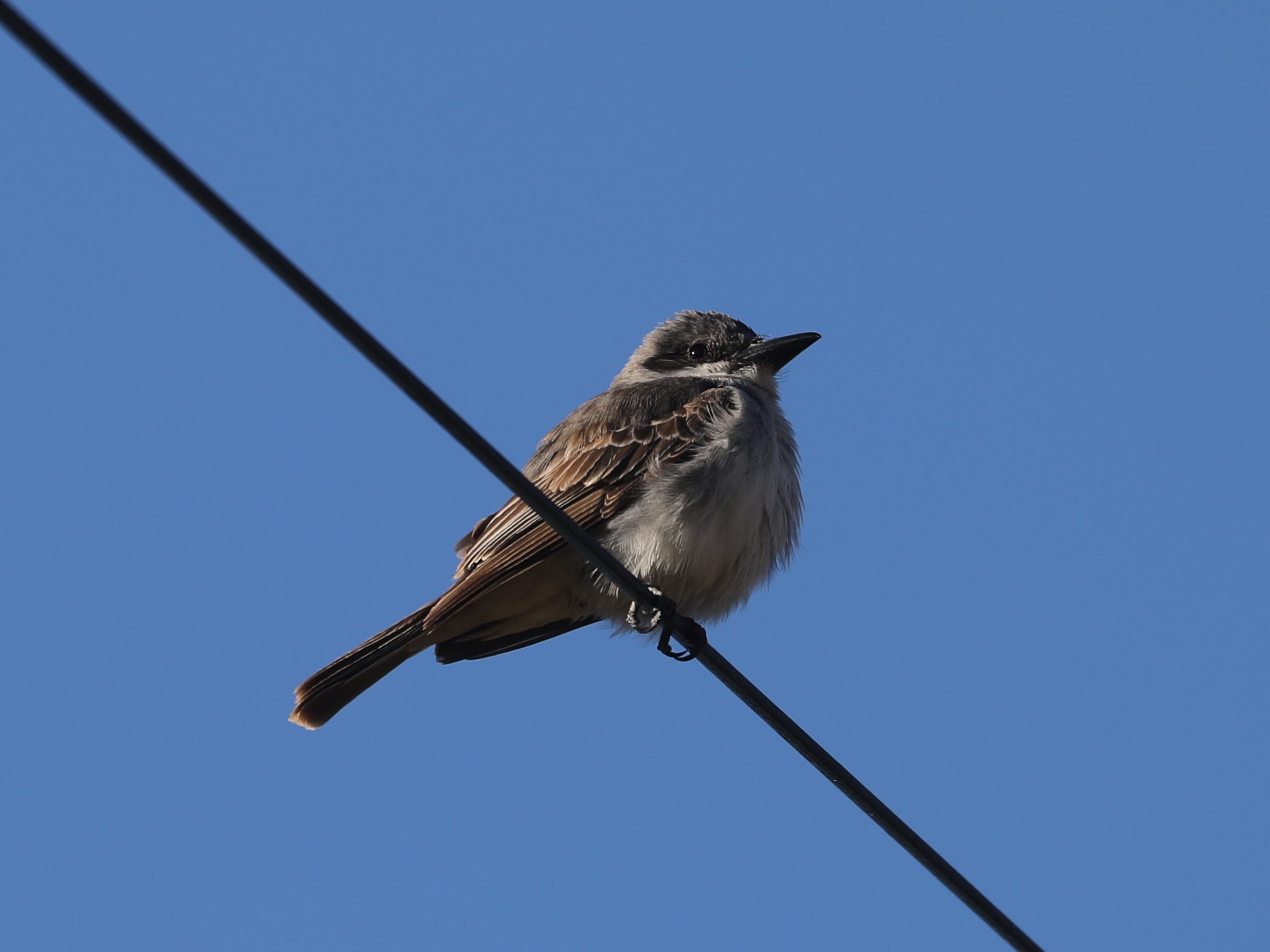 Gray Kingbird in Lancaster County (November 2025)