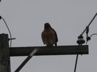 Red-shouldered Hawk behind the Wild Birds Unlimited Nature Shop in York (November 2025) - Wild Bird Guide Red-shouldered Hawk behind the Wild Birds Unlimited Nature Shop in York (November 2025)