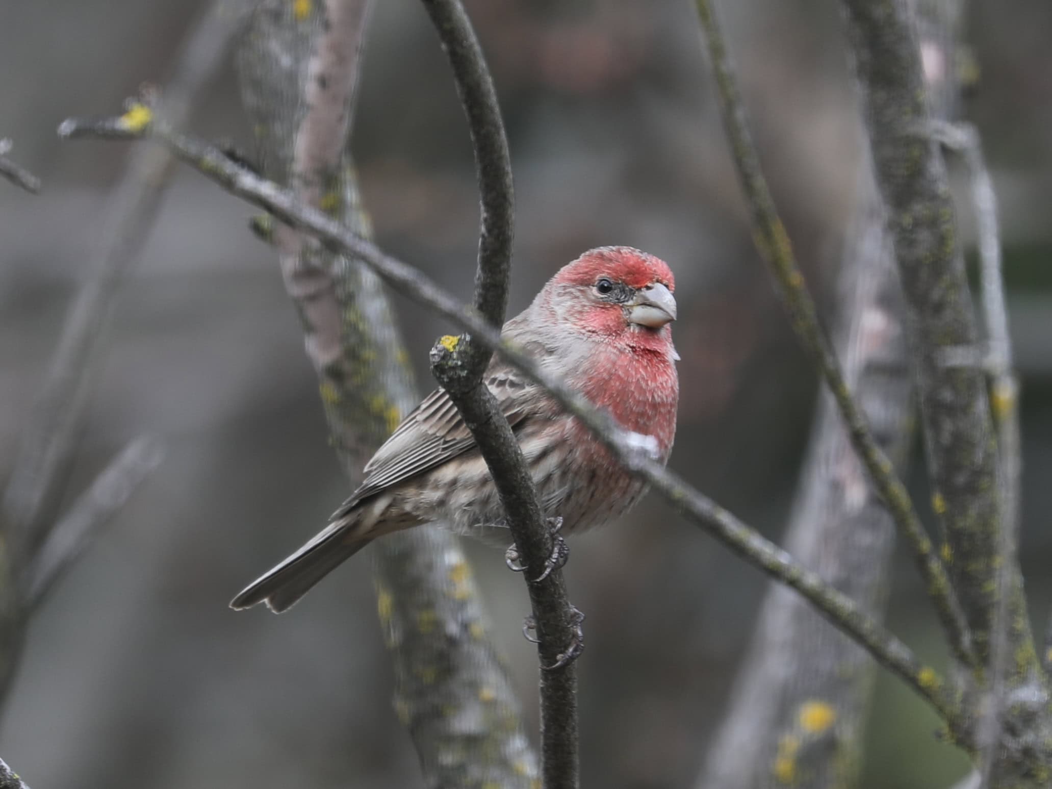House Finch (male) in Ed & Grace’s yard (November 2025) - Wild Bird Guide - Wild Bird Guide House Finch (male) in Ed & Grace’s yard (November 2025)