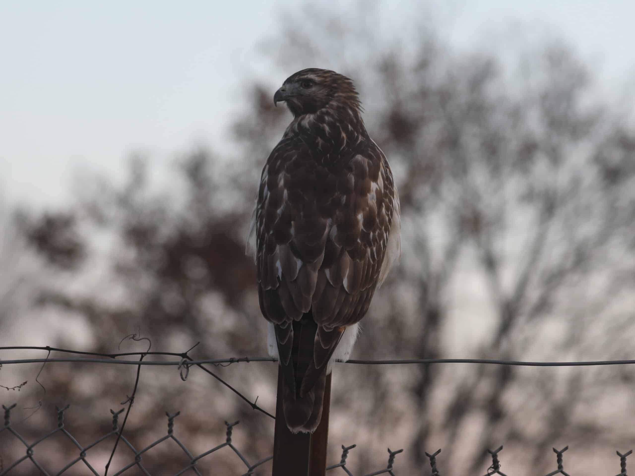 Red-tailed Hawk behind the Wild Birds Unlimited Nature Shop in York (November 2025) - Wild Bird Guide - Wild Bird Guide Red-tailed Hawk behind the Wild Birds Unlimited Nature Shop in York (November 2025)