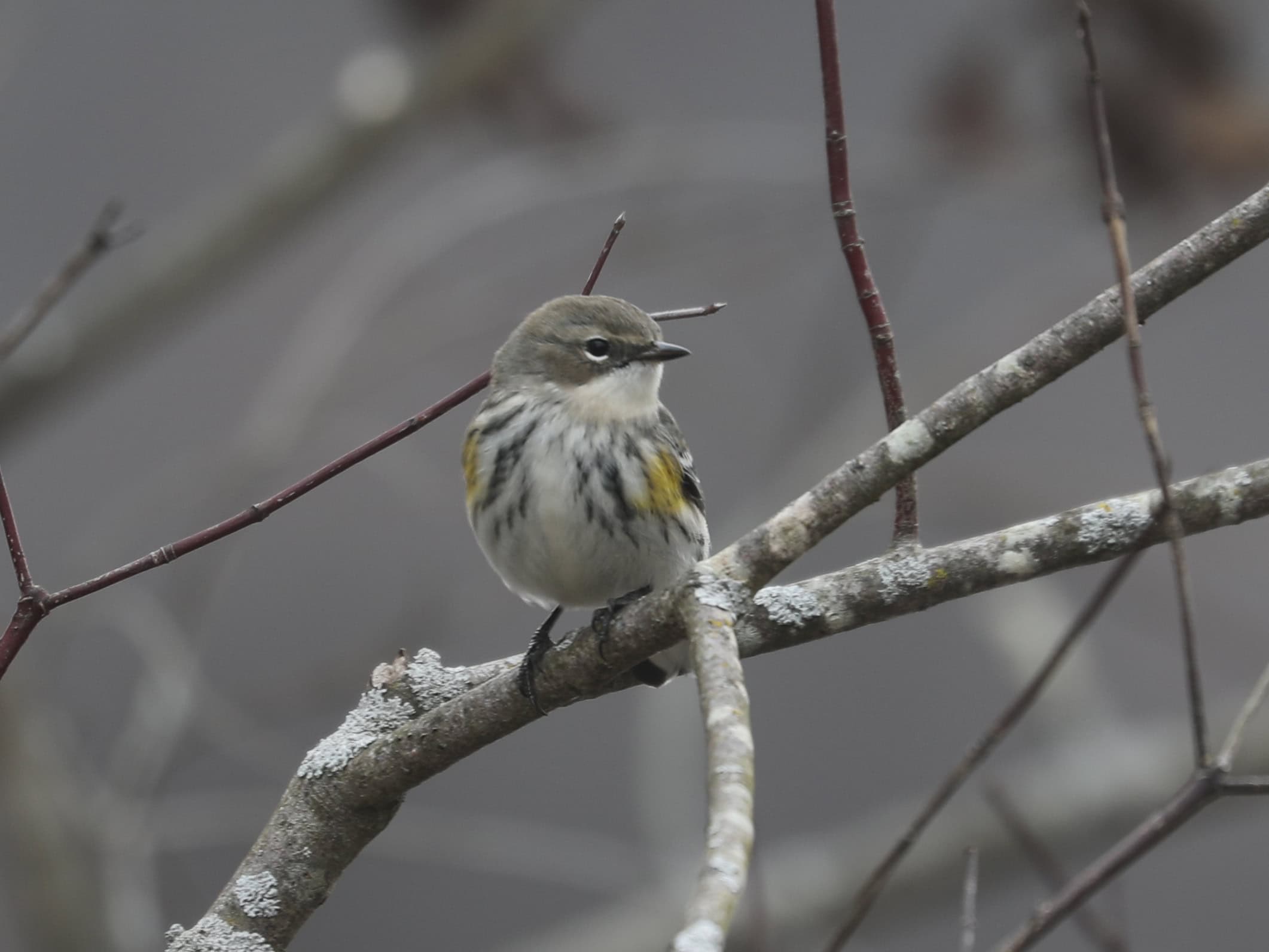 Yellow-rumped Warbler in York County (December 2025) - Wild Bird Guide - Wild Bird Guide Yellow-rumped Warbler in York County (December 2025)