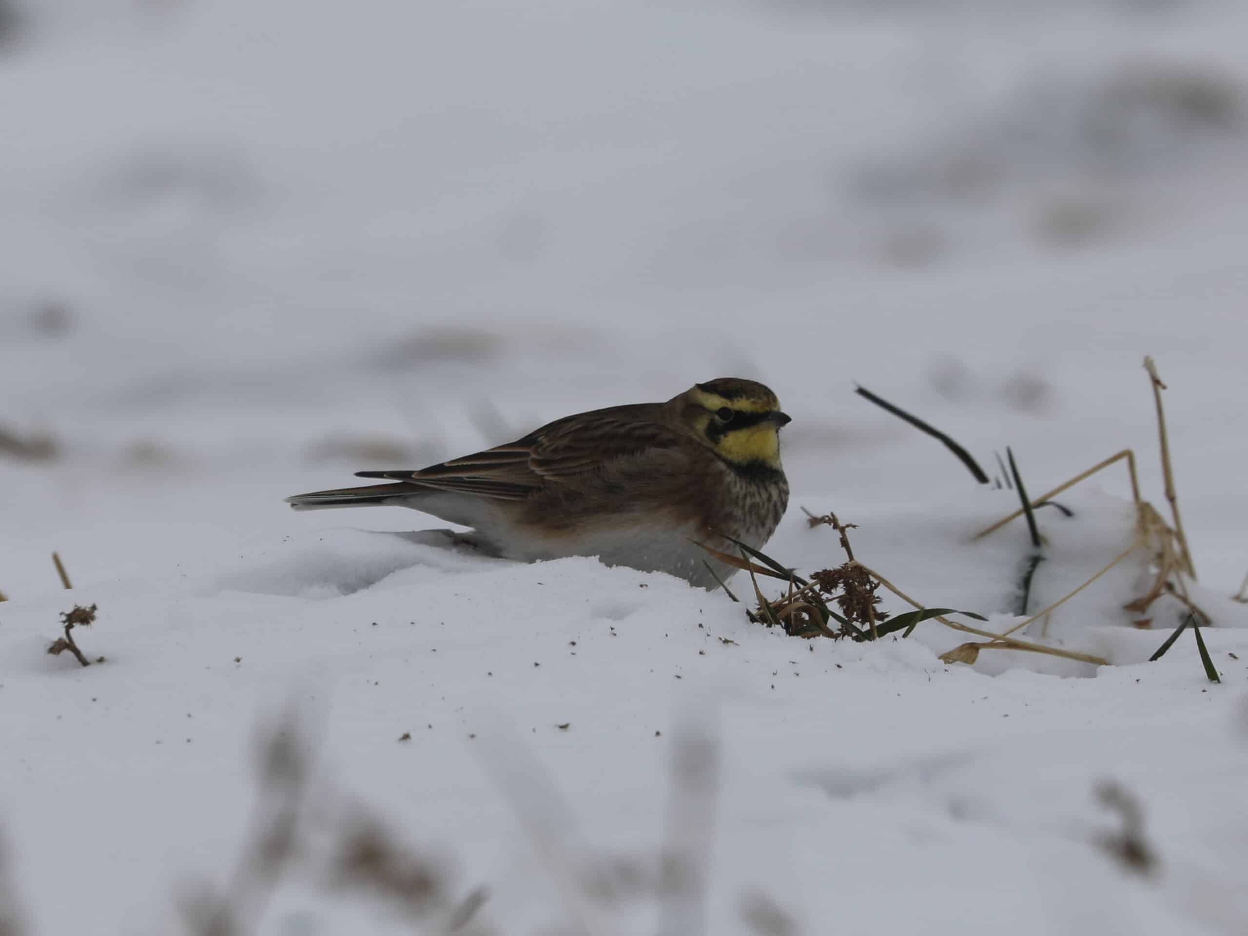 Horned Lark in Lebanon County (December 2025) - Wild Bird Guide - Wild Bird Guide Horned Lark in Lebanon County (December 2025)