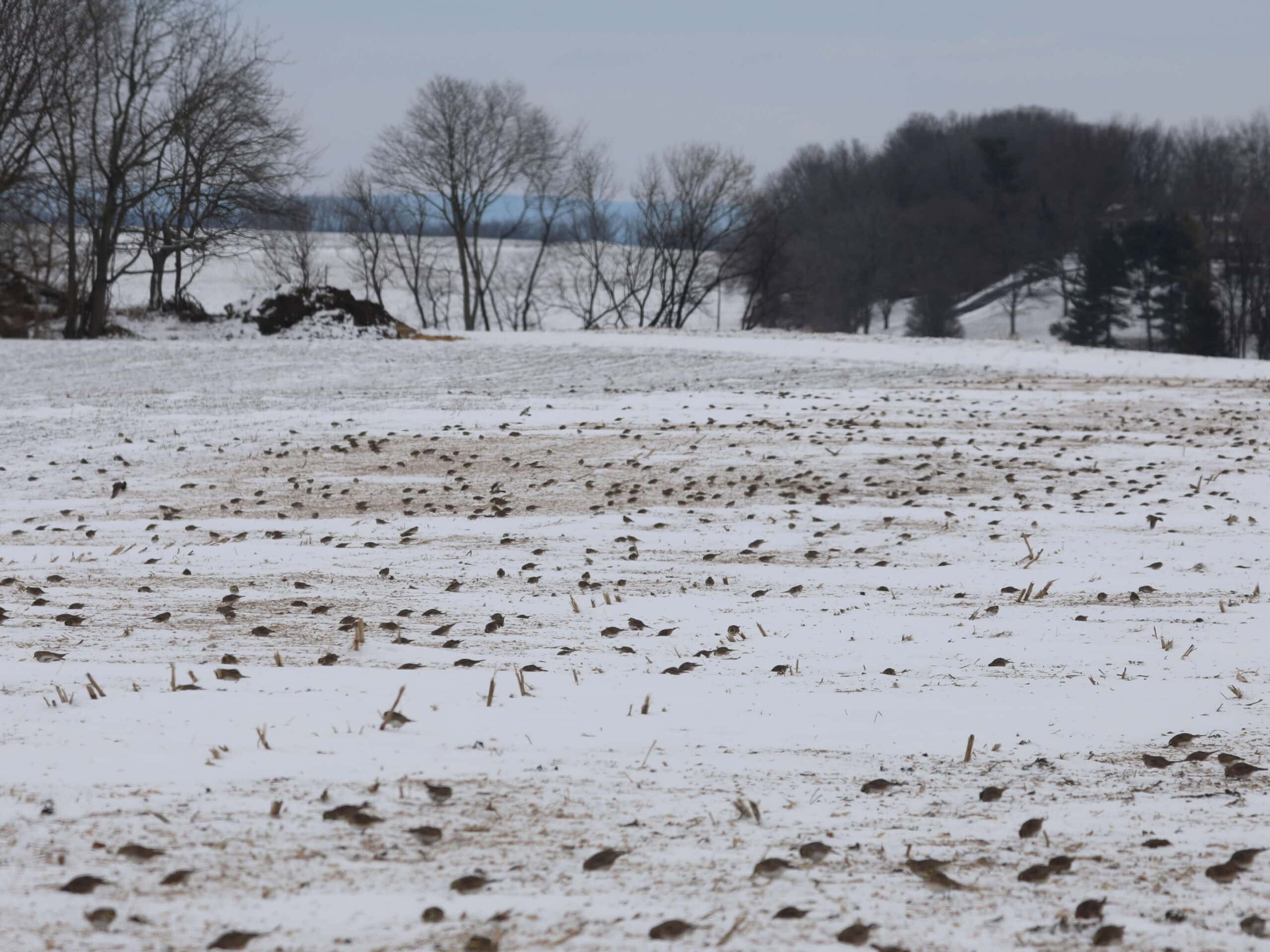 Hundreds of Horned Larks in Lebanon County (December 2025) - Wild Bird Guide Hundreds of Horned Larks in Lebanon County (December 2025)