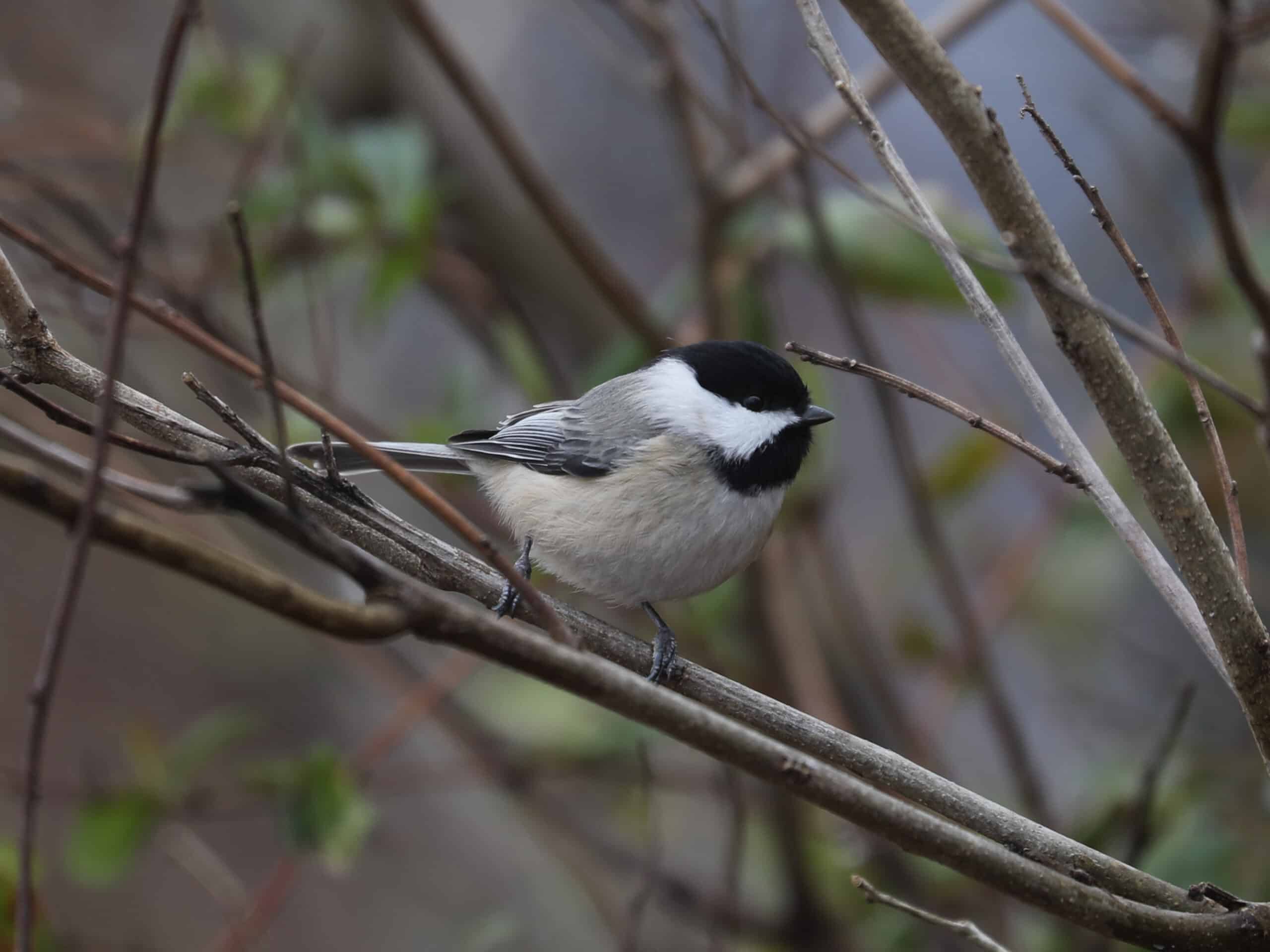 Carolina Chickadee in York County (December 2025) - Wild Bird Guide - Wild Bird Guide Carolina Chickadee in York County (December 2025)