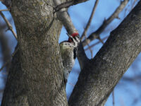 Its red throat indicates this Yellow-bellied Sapsucker is an adult male (January 2026) - Wild Bird Guide Its red throat indicates this Yellow-bellied Sapsucker is an adult male (January 2026)