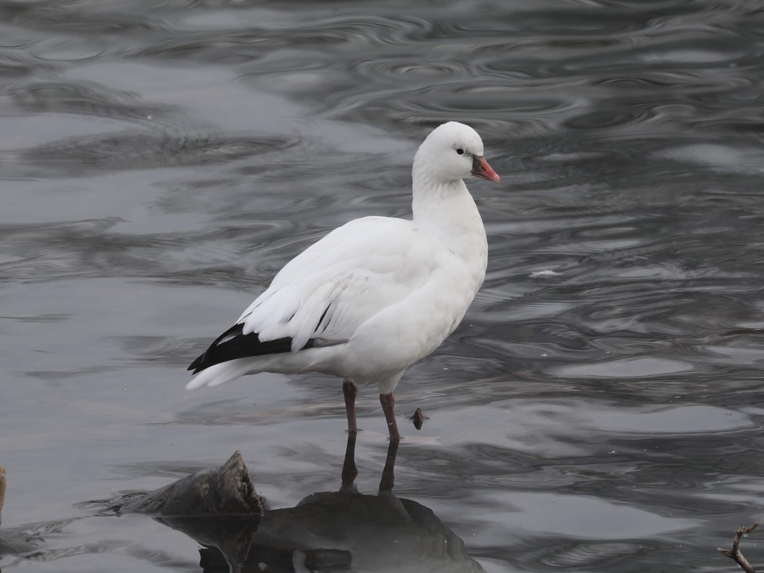 Ross’s Goose in Cumberland County (February 2026) - Wild Bird Guide - Wild Bird Guide Ross’s Goose in Cumberland County (February 2026)